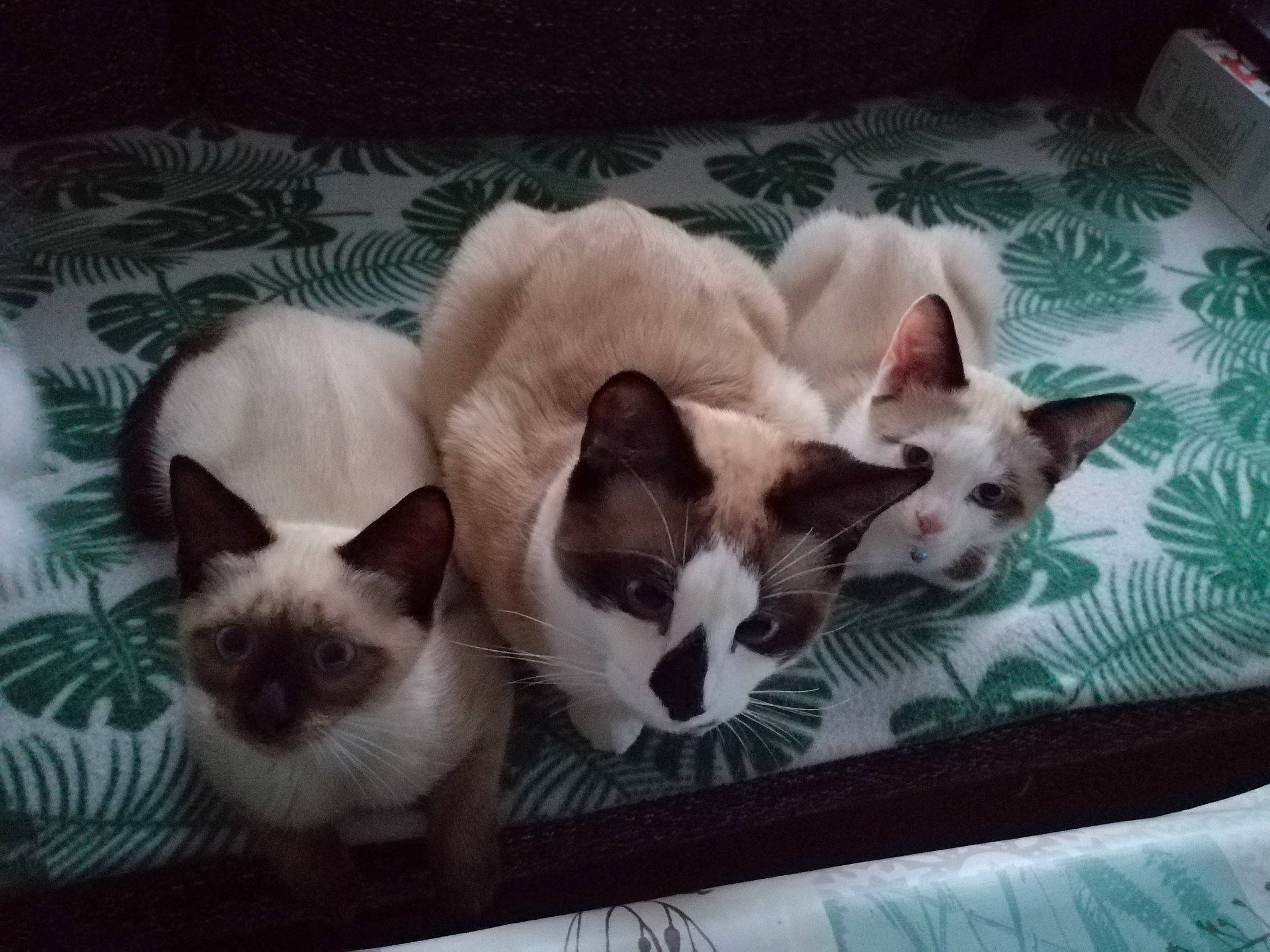 Snow participe au concours pour gagner de l'argent avec cette photo : balinese, birman, carnivore, cat, colorpoint_shorthair, fawn, felidae, javanese, khao_manee, kitten, mammal, ragdoll, siamese, small_to_medium_sized_cats, snowshoe, thai, tonkinese, turkish_van, vertebrate, whiskers