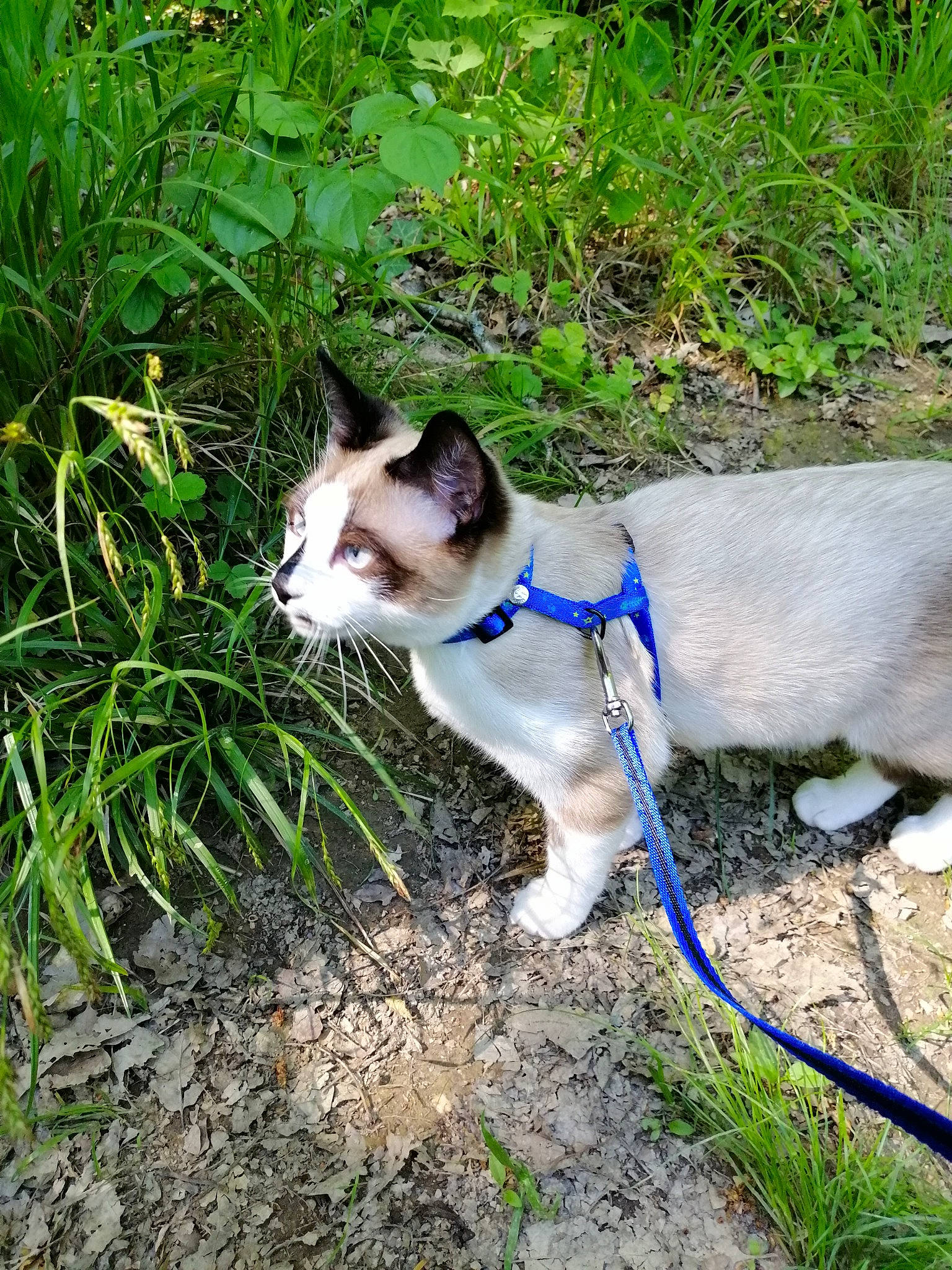 Snow a rejoint le concours — aidez-le/la à gagner de superbes lots ! adventure, aegean_cat, canidae, carnivore, cat, domestic_short_haired_cat, felidae, grass, leash, plant, small_to_medium_sized_cats, tail, tree, whiskers