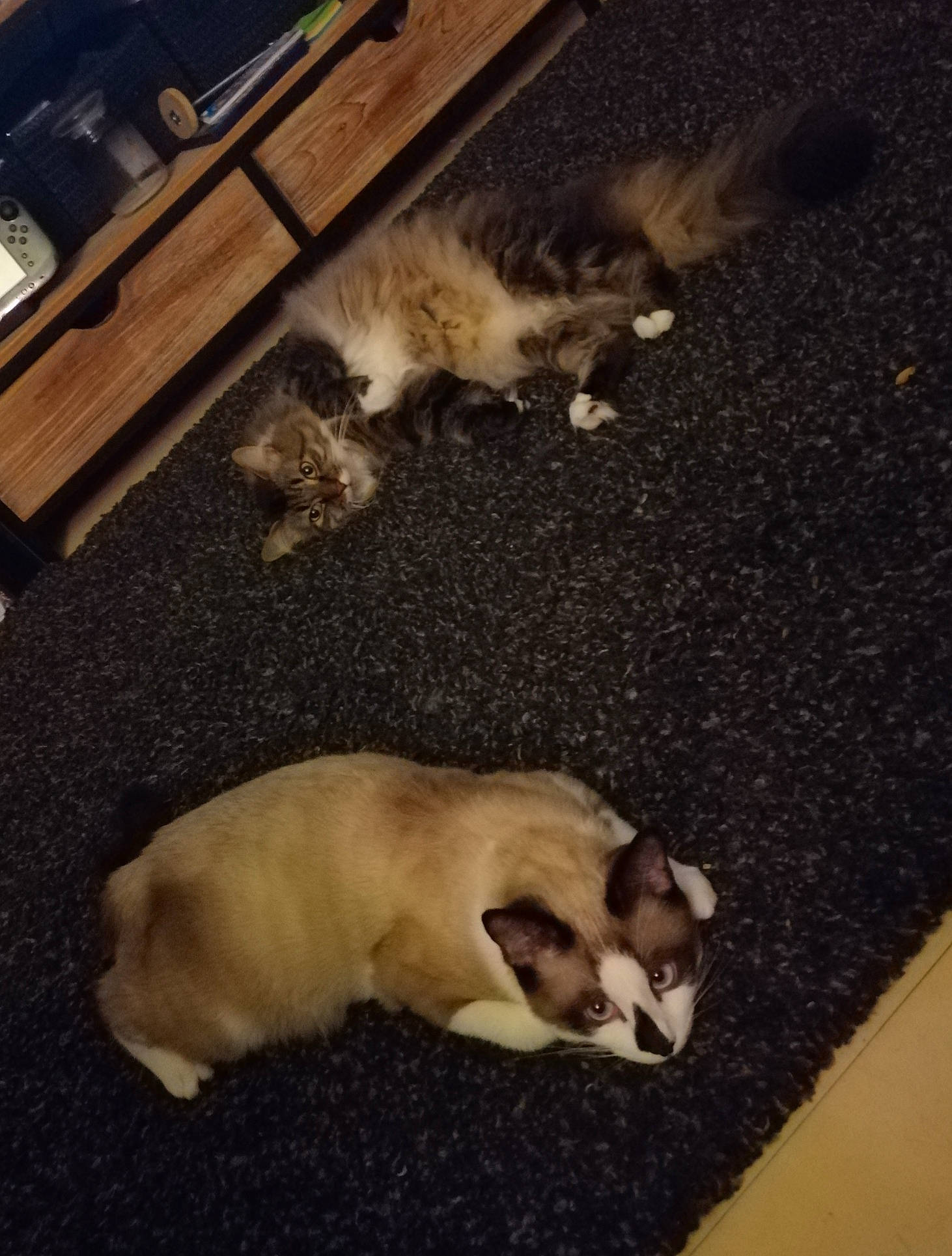 Snow a rejoint le concours — aidez-le/la à gagner de superbes lots ! canidae, carnivore, dog, dog_breed, fawn, flooring, paw, pug, puppy, sporting_group, tail