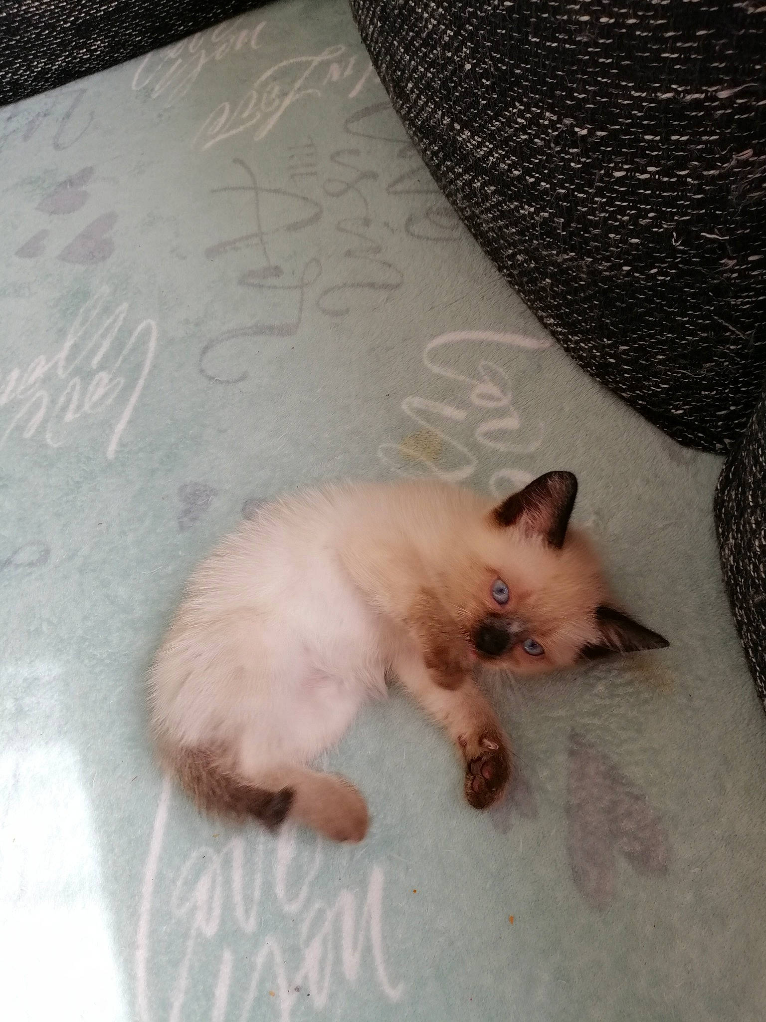 Nougua participe au concours pour gagner de l'argent avec cette photo : balinese, birman, carnivore, cat, colorpoint_shorthair, fawn, felidae, fur, himalayan, kitten, mammal, ragdoll, siamese, skin, small_to_medium_sized_cats, snowshoe, tail, thai, tonkinese, whiskers