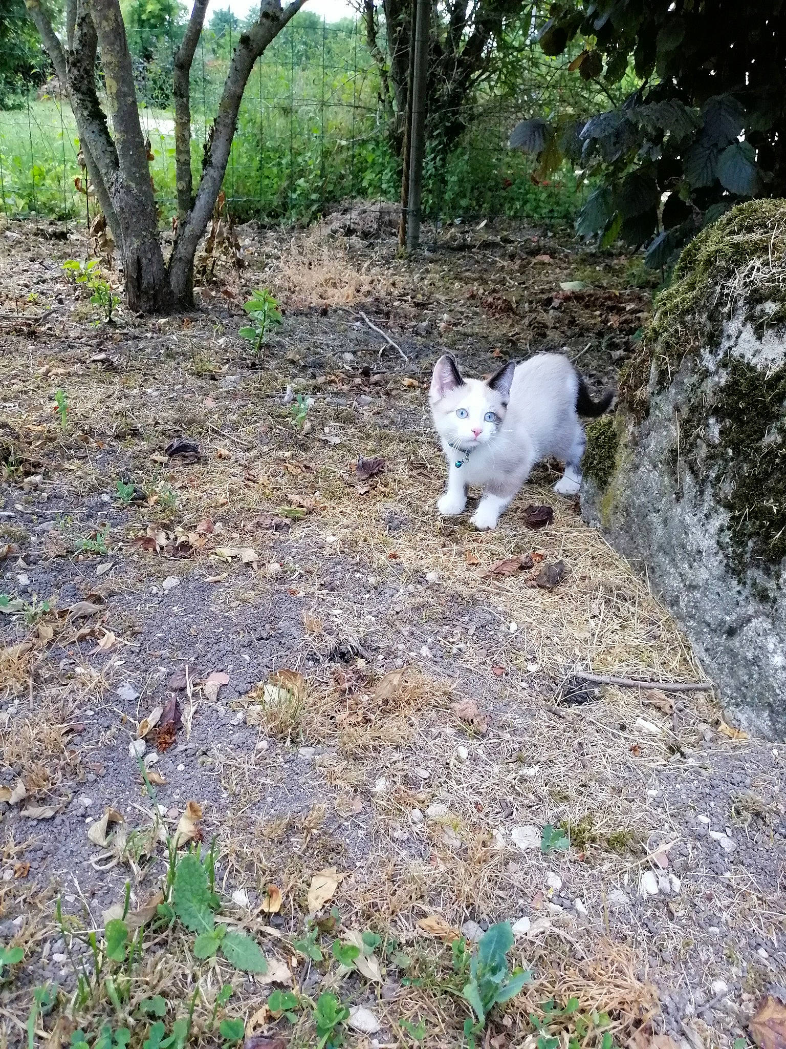 Ange participe au concours pour gagner de l'argent avec cette photo : canidae, carnivore, cat, fawn, felidae, grass, plant, small_to_medium_sized_cats, tail, tree