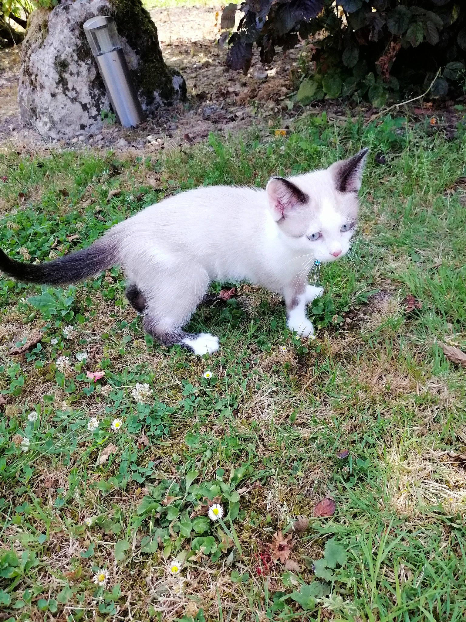 Ange a rejoint le concours — aidez-le/la à gagner de superbes lots ! carnivore, cat, felidae, grass, kitten, plant, small_to_medium_sized_cats, tail, turkish_angora, whiskers