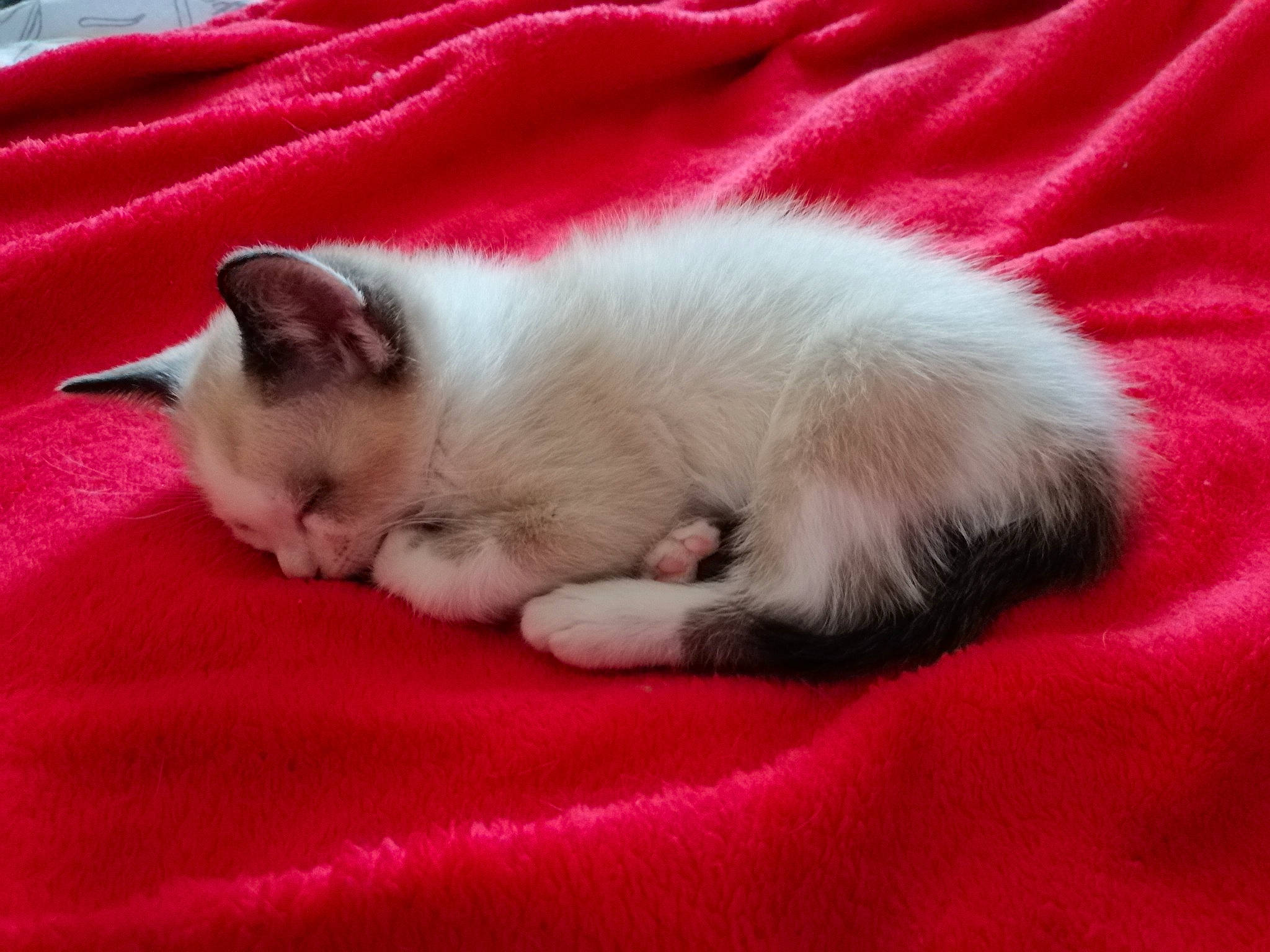 Ange a rejoint le concours — aidez-le/la à gagner de superbes lots ! birman, carnivore, cat, claw, colorpoint_shorthair, eye, fawn, felidae, fur, kitten, mammal, nap, paw, polydactyl_cat, ragdoll, skin, small_to_medium_sized_cats, tail, vertebrate, whiskers