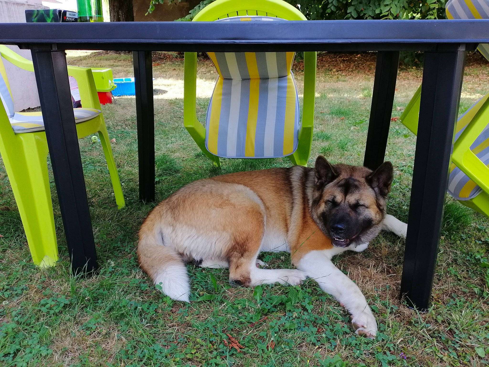 Grishka participe au concours pour gagner de l'argent avec cette photo : akita, akita_inu, canidae, carnivore, dog, dog_breed, fawn, grass, mammal, sporting_group, vertebrate, working_dog