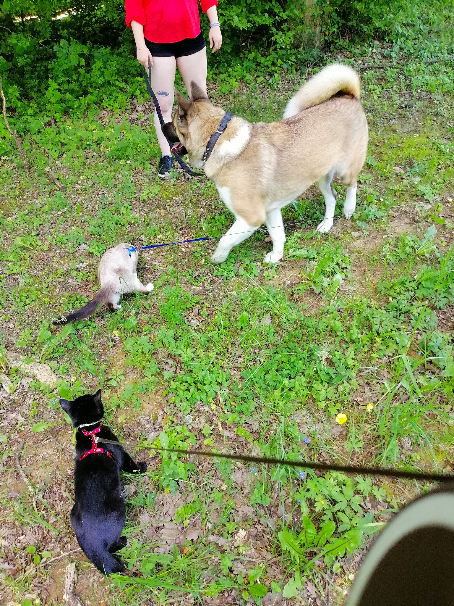 Grishka a rejoint le concours — aidez-le/la à gagner de superbes lots ! black_norwegian_elkhound, canidae, carnivore, companion_dog, dog, dog_breed, dog_walking, east_siberian_laika, hokkaido, jamthund, laika, mammal, norwegian_buhund, norwegian_elkhound, shikoku, siberian_husky, sporting_group, tail, tree, west_siberian_laika