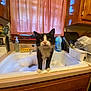 Ruby is registered to the contest to win money with this photo: cat, sink, bubbles, kitchen, curtains, wooden_cabinets, soap_dispenser, dishwasher_rack, cleaning_supplies, window, countertop, domestic, pet, curious, black_and_white, indoor, household, water, foam, faucet