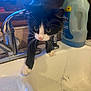 Ruby joined the competition — help win amazing prizes! cat, black_and_white, sink, water, bubbles, faucet, kitchen, window, curtain, dish_soap, domestic, curious, pet, whiskers, paw, countertop, indoor, household, cleaning, animal