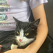 Ruby joined the competition — help win amazing prizes! cat, black_and_white_cat, person, arm, tshirt, sitting, couch, pet, feline, whiskers, yellow_eyes, pink_nose, relaxed, indoor, casual_clothing, comfort, closeup, animal, friendship, resting