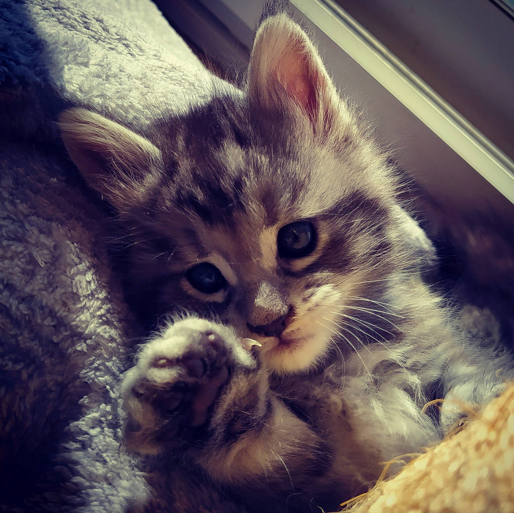 Romy a rejoint le concours — aidez-le/la à gagner de superbes lots ! carnivore, cat, claw, cloud, comfort, domestic_short_haired_cat, felidae, fur, meteorological_phenomenon, paw, sky, small_to_medium_sized_cats, snout, square, tail, whiskers