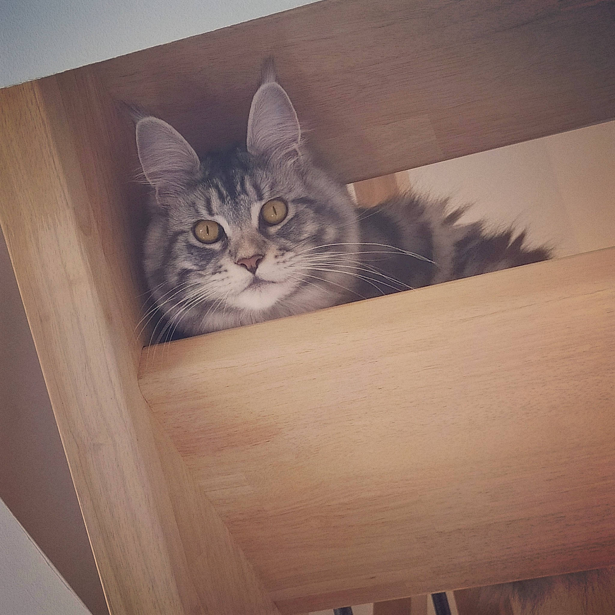 Romy participe au concours pour gagner de l'argent avec cette photo : box, cardboard, carnivore, cat, domestic_short_haired_cat, door, felidae, fur, grey, hardwood, plywood, small_to_medium_sized_cats, snout, tail, tints_and_shades, tree, whiskers, window, wood, wood_stain