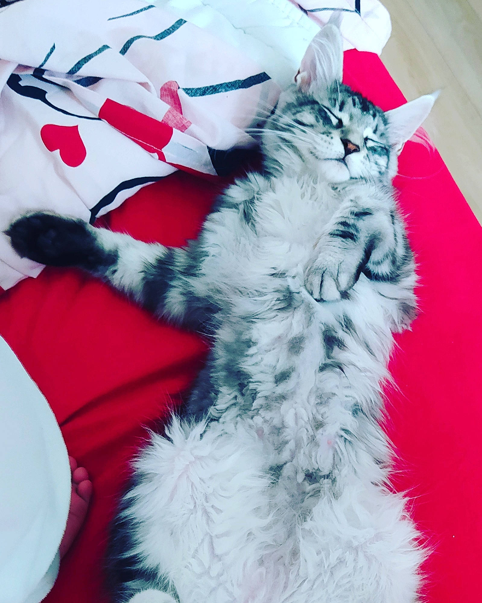 Romy participe au concours pour gagner de l'argent avec cette photo : carmine, carnivore, cat, christmas, claw, comfort, domestic_short_haired_cat, felidae, fur, gesture, grey, linens, pattern, paw, small_to_medium_sized_cats, tail, whiskers, white