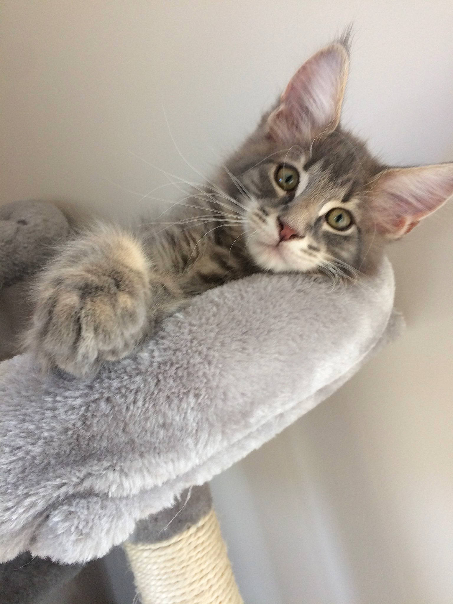 Sao participe au concours pour gagner de l'argent avec cette photo : british_longhair, carnivore, cat, claw, comfort, domestic_short_haired_cat, fawn, felidae, fur, fur_clothing, grey, paw, plant, small_to_medium_sized_cats, snout, tail, tree, vertebrate, whiskers, window