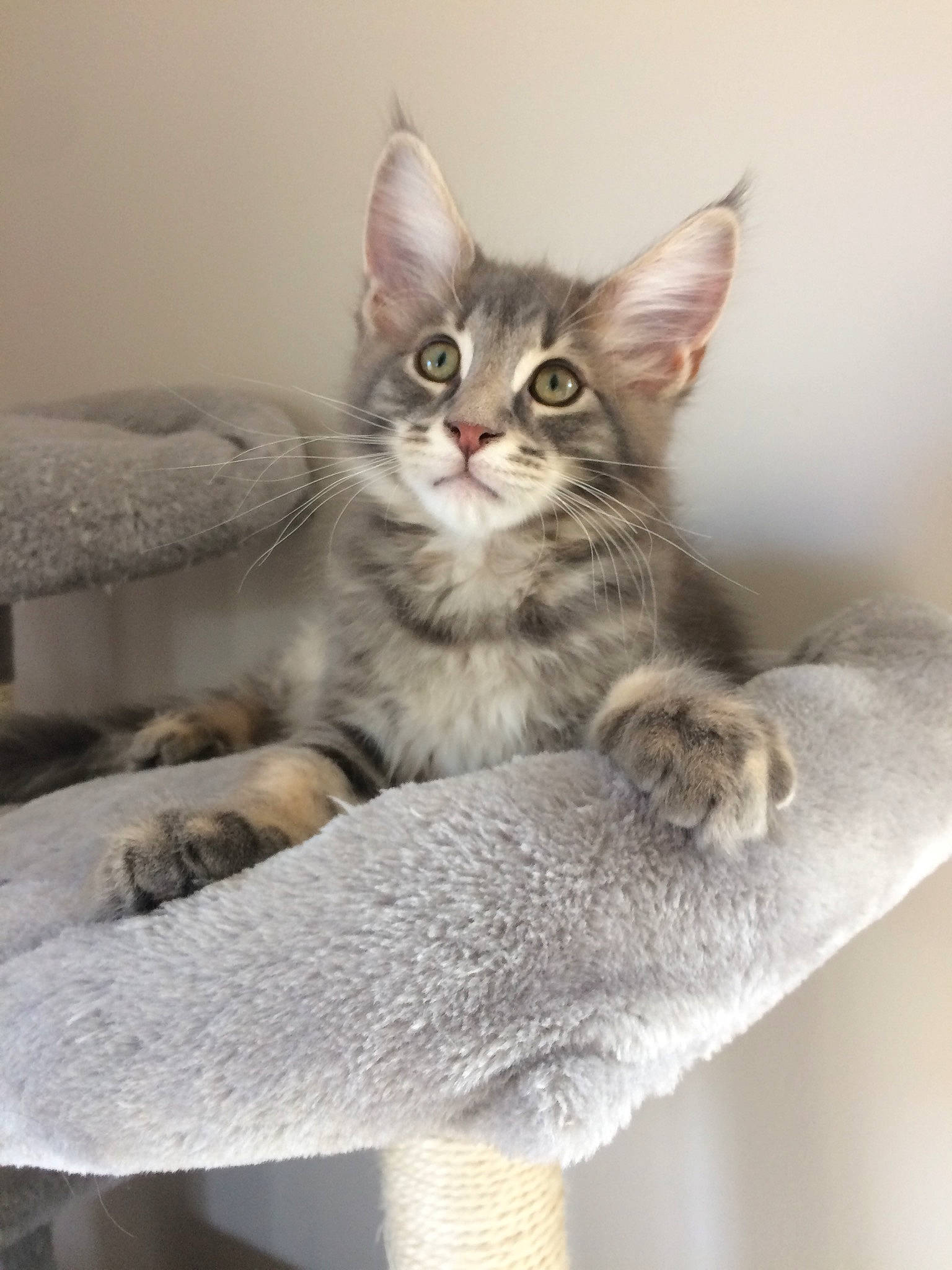 Sao participe au concours pour gagner de l'argent avec cette photo : carnivore, cat, cat_supply, claw, comfort, domestic_short_haired_cat, felidae, fur, grey, paw, sitting, small_to_medium_sized_cats, snout, tail, terrestrial_animal, whiskers, wildlife, window