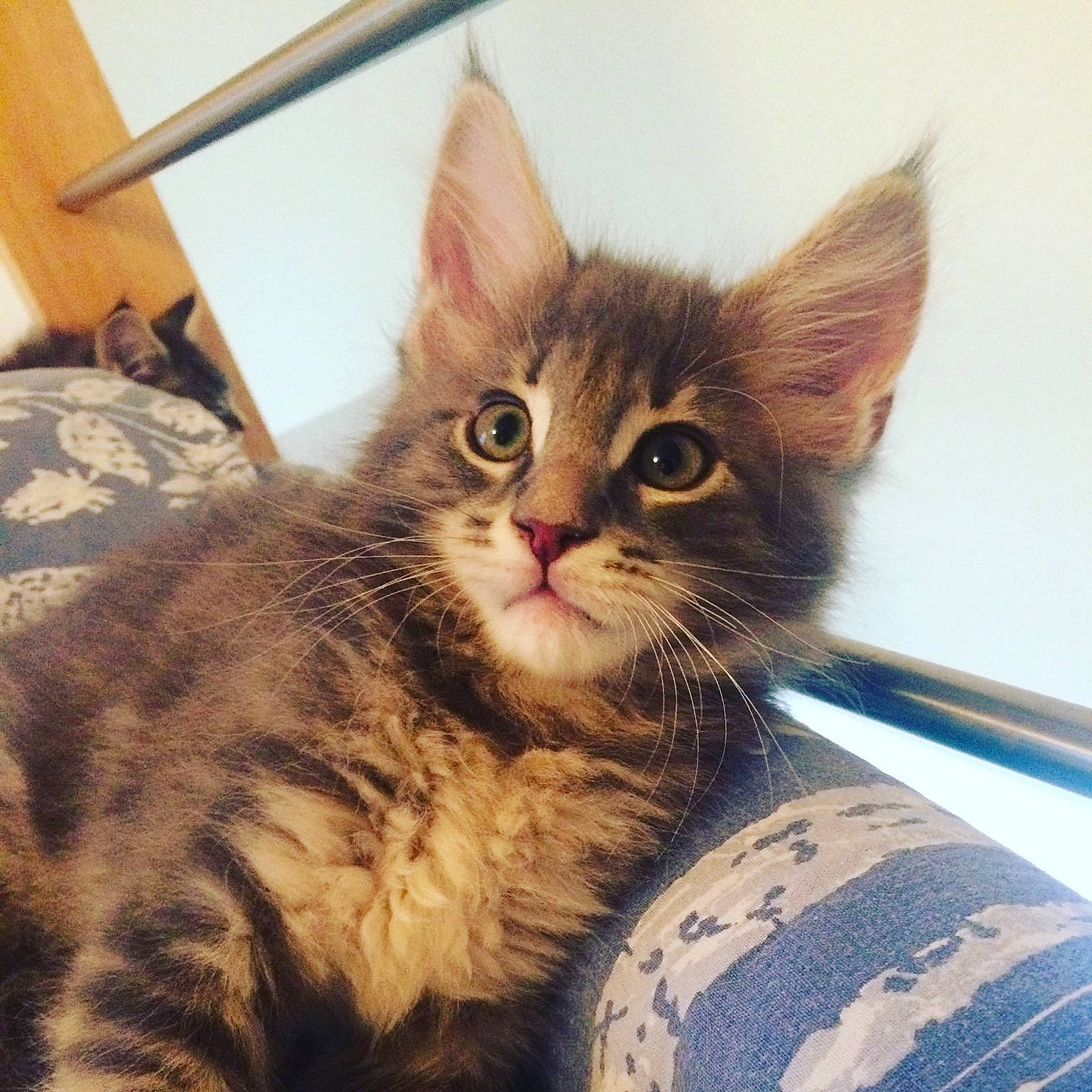 Sao a rejoint le concours — aidez-le/la à gagner de superbes lots ! bed, box, carnivore, cat, claw, comfort, domestic_short_haired_cat, ear, eye, felidae, fur, mouse, paw, sitting, small_to_medium_sized_cats, snout, tail, whiskers