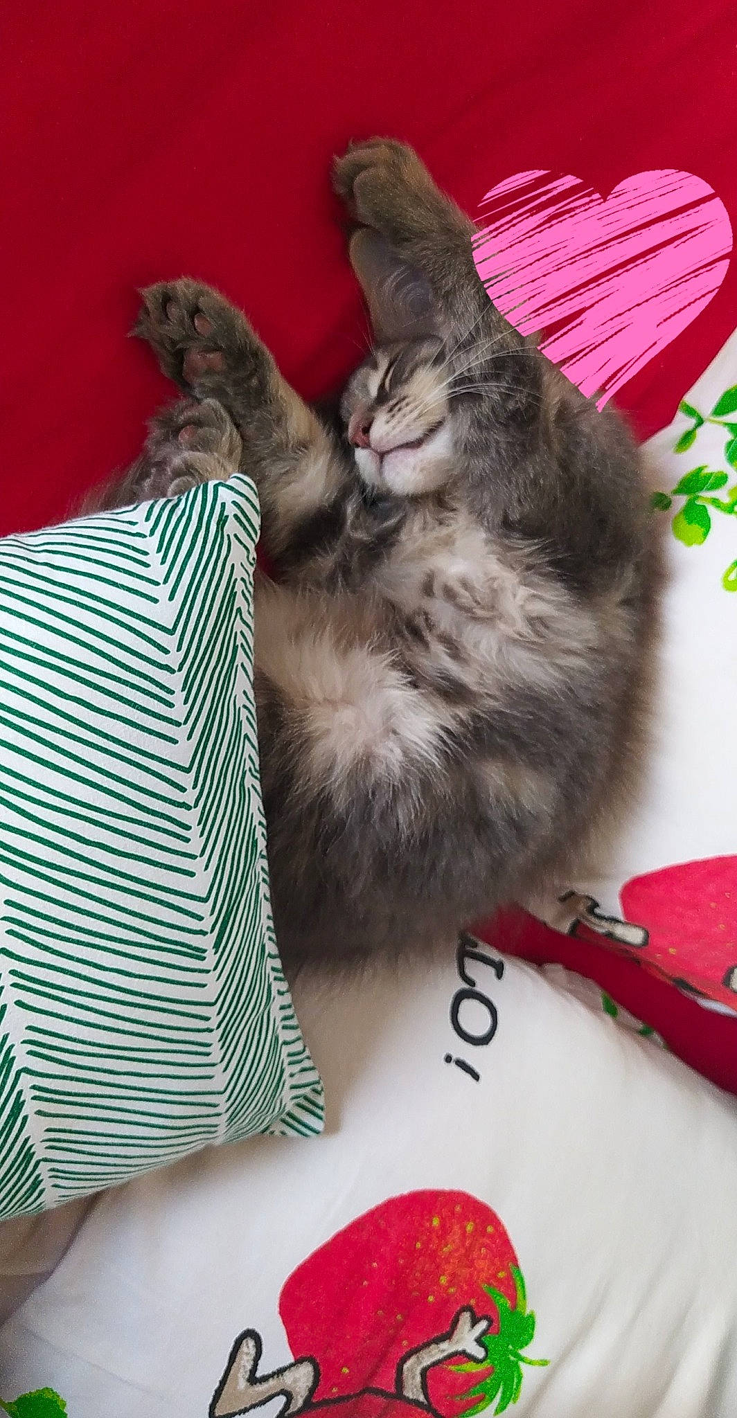 Sao participe au concours pour gagner de l'argent avec cette photo : carmine, carnivore, cat, cat_bed, cat_supply, comfort, companion_dog, dog_breed, domestic_short_haired_cat, fashion_accessory, felidae, fur, lap, linens, pattern, paw, small_to_medium_sized_cats, sporting_group, tail, whiskers