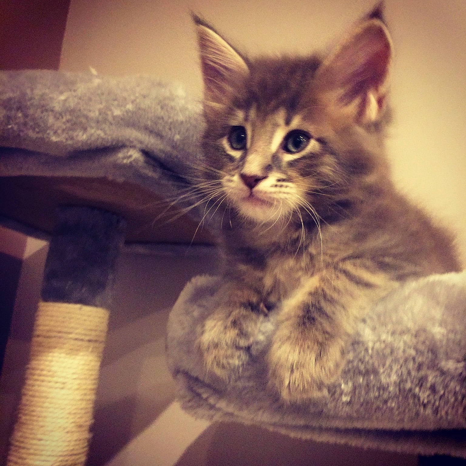 Sao participe au concours pour gagner de l'argent avec cette photo : carnivore, cat, claw, cloud, comfort, domestic_short_haired_cat, felidae, fur, metal, meteorological_phenomenon, paw, sitting, sky, small_to_medium_sized_cats, snout, square, tail, tints_and_shades, whiskers, window