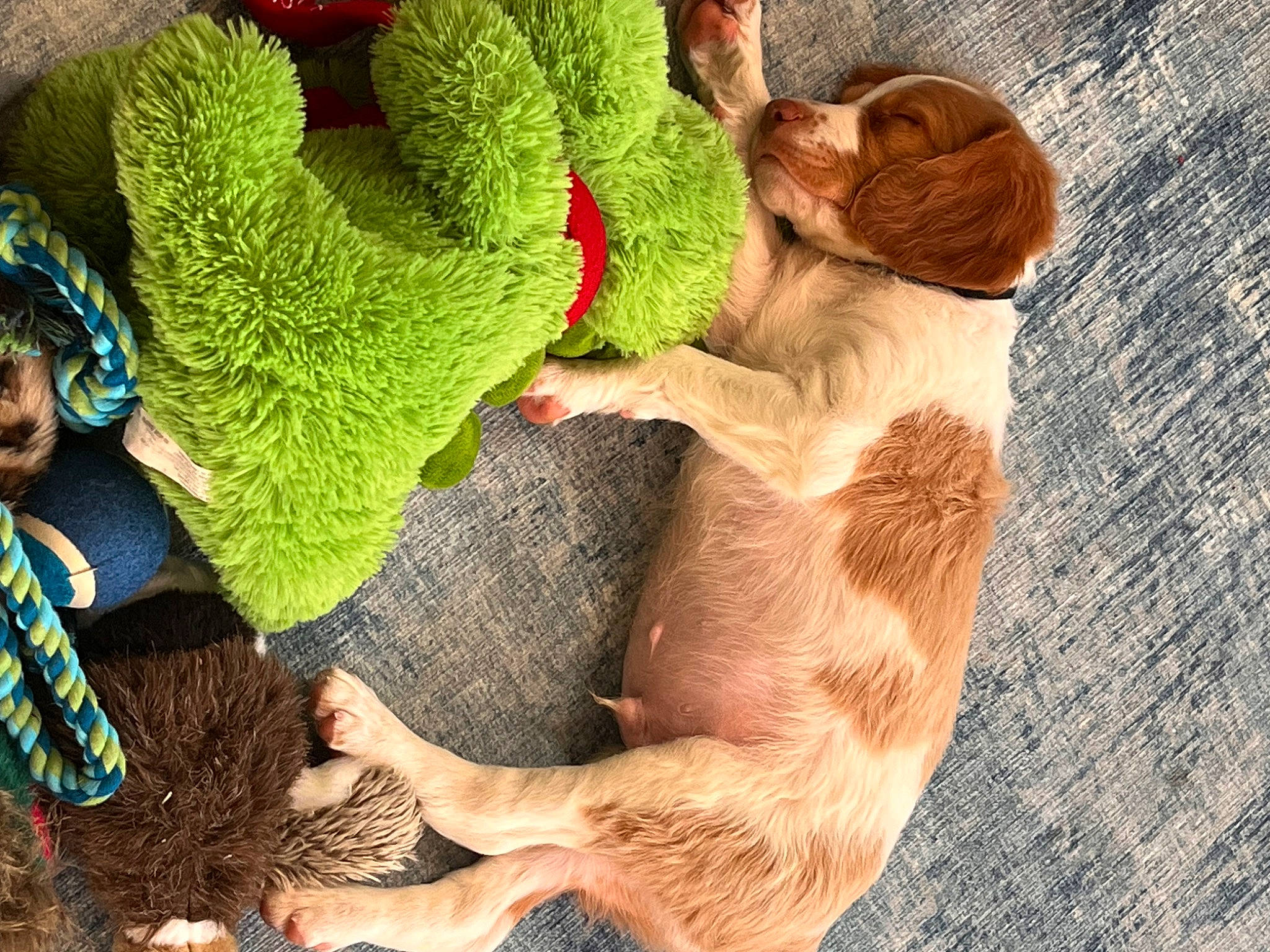 Applejack joined the competition — help win amazing prizes! art, carnivore, companion_dog, dog, dog_breed, fashion_accessory, fawn, felidae, fun, fur, grass, happy, leisure, liver, organism, people_in_nature, plant, tail, wool, woolen