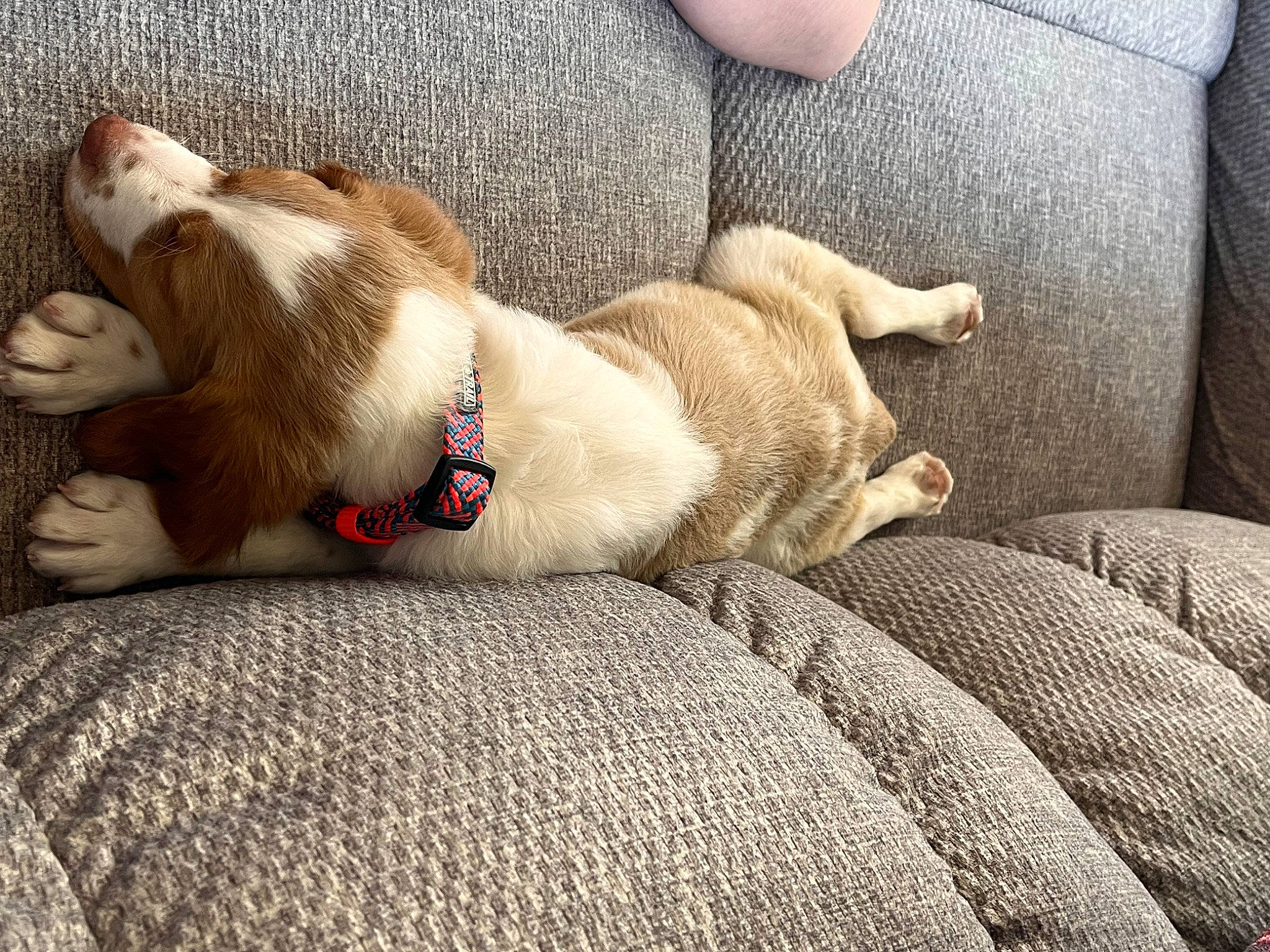 Applejack is registered to the contest to win money with this photo: canidae, carnivore, collar, comfort, companion_dog, dog, dog_breed, dog_collar, fawn, fur, human_leg, linens, nap, paw, sleep, snout, sporting_group, tail, whiskers, working_animal