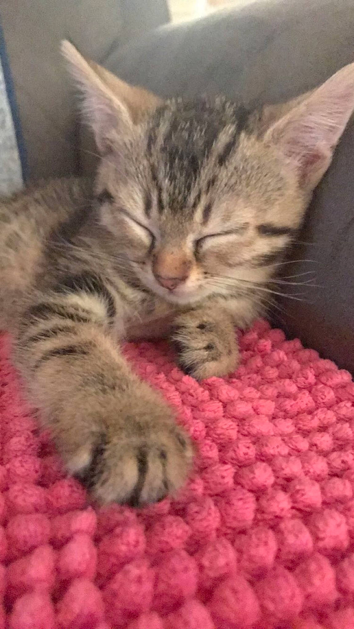 Naboo a rejoint le concours — aidez-le/la à gagner de superbes lots ! american_shorthair, asian, australian_mist, california_spangled, carnivore, cat, domestic_short_haired_cat, dragon_li, egyptian_mau, european_shorthair, felidae, kitten, mammal, ocicat, pixie_bob, small_to_medium_sized_cats, snout, tabby_cat, vertebrate, whiskers