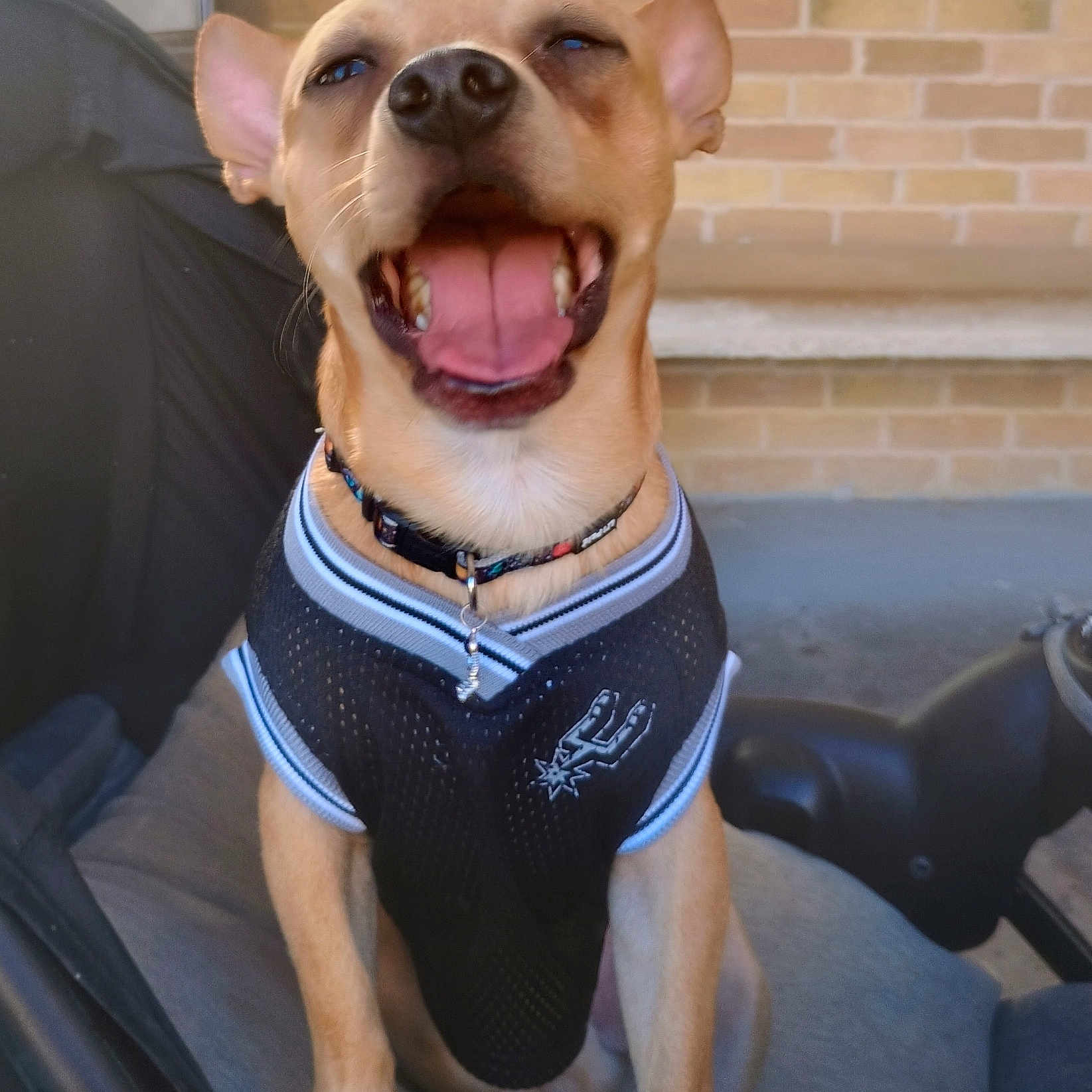 Odie Bean joined the competition — help win amazing prizes! bench, brick_wall, closeup, collar, collar_tag, cushion, dog, happy, jersey, patio, paws, pet, portrait, short_hair, sitting, small_dog, smiling, sports_jersey, tan_coat, tongue_out