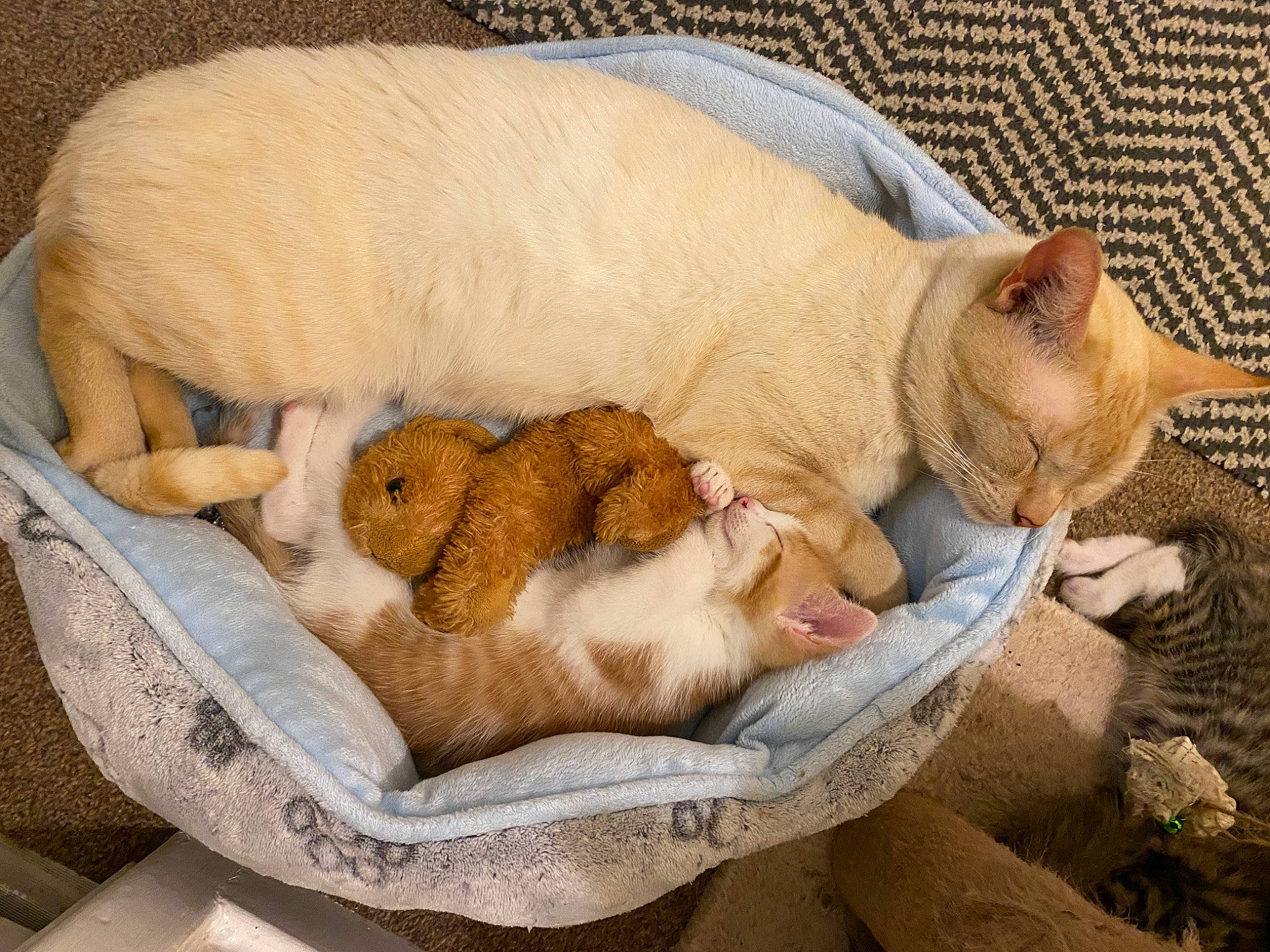 Beans And Rocky is registered to the contest to win money with this photo: canidae, carnivore, cat, cat_bed, cat_supply, comfort, companion_dog, domestic_short_haired_cat, fawn, felidae, fur, nap, paw, pet_supply, sleep, small_to_medium_sized_cats, tail, whiskers