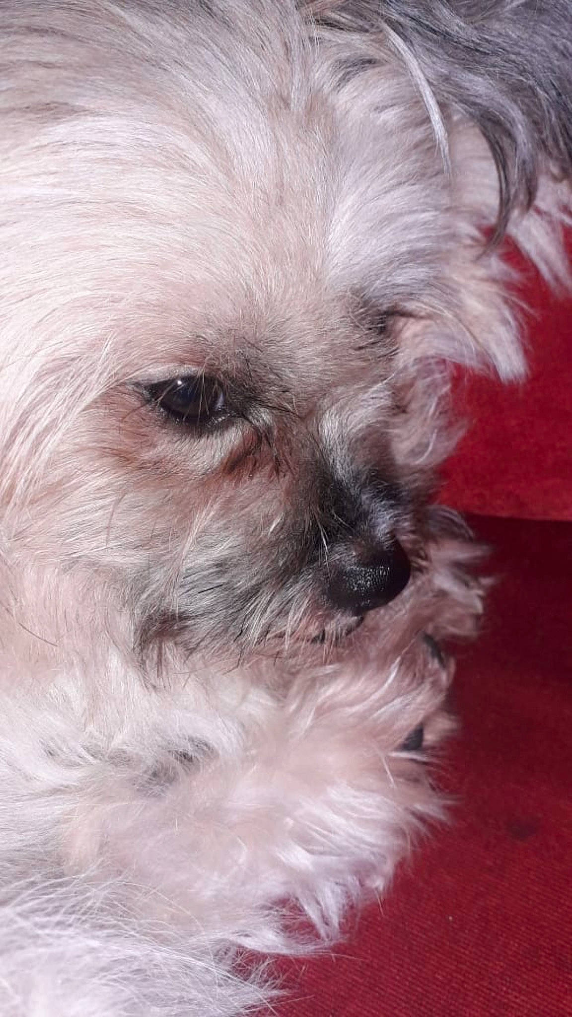 Milou a rejoint le concours — aidez-le/la à gagner de superbes lots ! bolonka, canidae, carnivore, chinese_imperial_dog, close_up, companion_dog, dog, dog_breed, glen_of_imaal_terrier, lhasa_apso, maltepoo, maltese, mammal, morkie, puppy, schnoodle, shih_tzu, snout, terrier, vertebrate