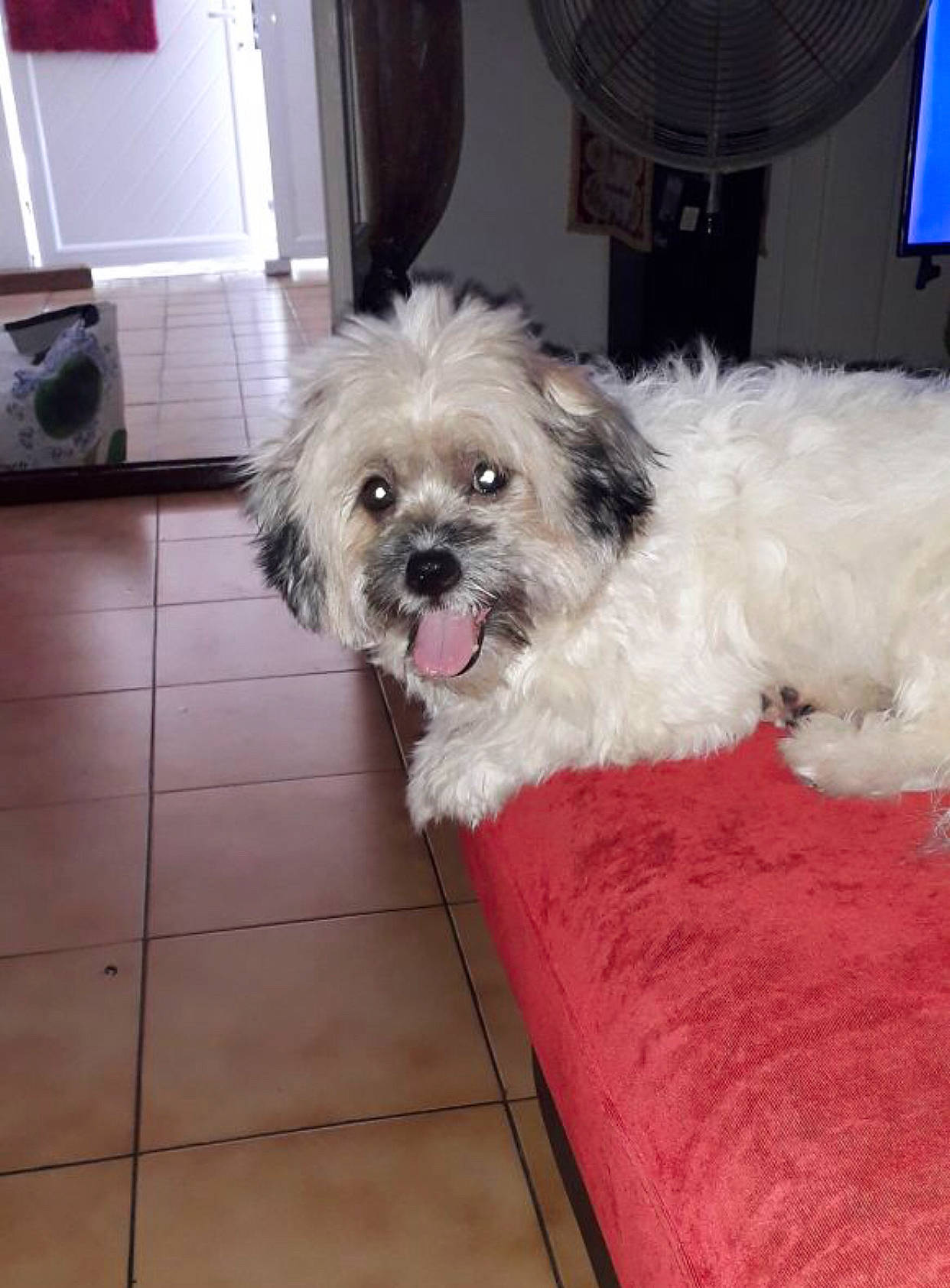 Milou participe au concours pour gagner de l'argent avec cette photo : bolonka, canidae, carnivore, cavachon, cockapoo, companion_dog, dog, dog_breed, havanese, kyi_leo, lhasa_apso, maltepoo, maltese, mammal, morkie, schnoodle, shih_poo, shih_tzu, tibetan_terrier, vertebrate