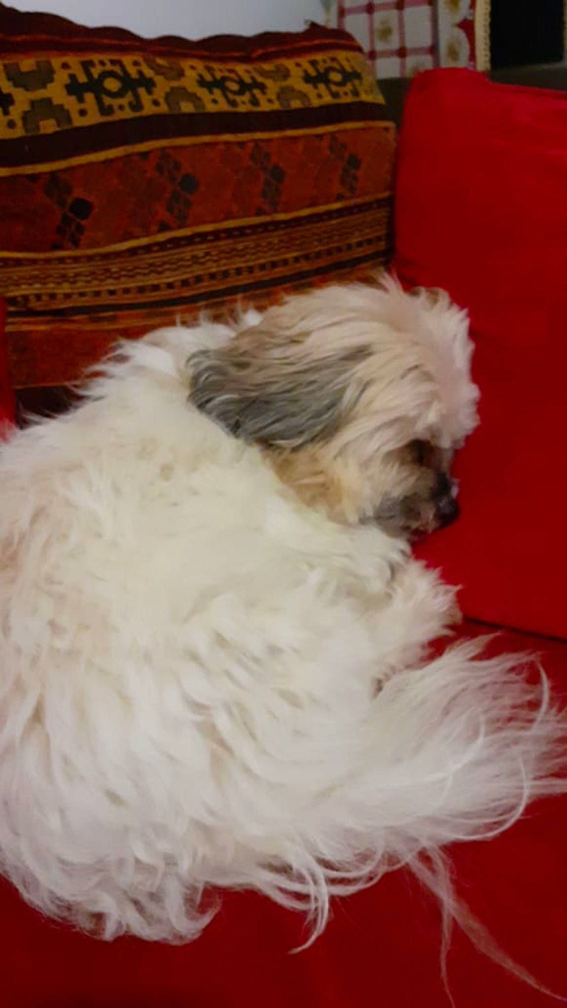 Milou participe au concours pour gagner de l'argent avec cette photo : bolognese, bolonka, canidae, carnivore, chinese_imperial_dog, companion_dog, dog, dog_breed, havanese, kyi_leo, lowchen, maltepoo, maltese, mammal, puppy, rare_breed_dog, shih_tzu, tibetan_terrier, toy_dog, vertebrate