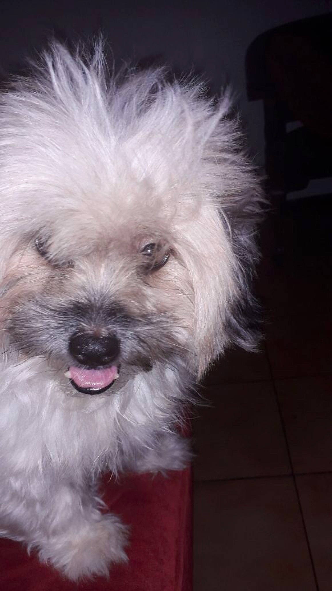 Milou participe au concours pour gagner de l'argent avec cette photo : bolonka, canidae, carnivore, companion_dog, coton_de_tulear, dog, dog_breed, havanese, kyi_leo, lowchen, maltepoo, maltese, mammal, morkie, puppy, schnoodle, snout, terrier, toy_poodle, vertebrate