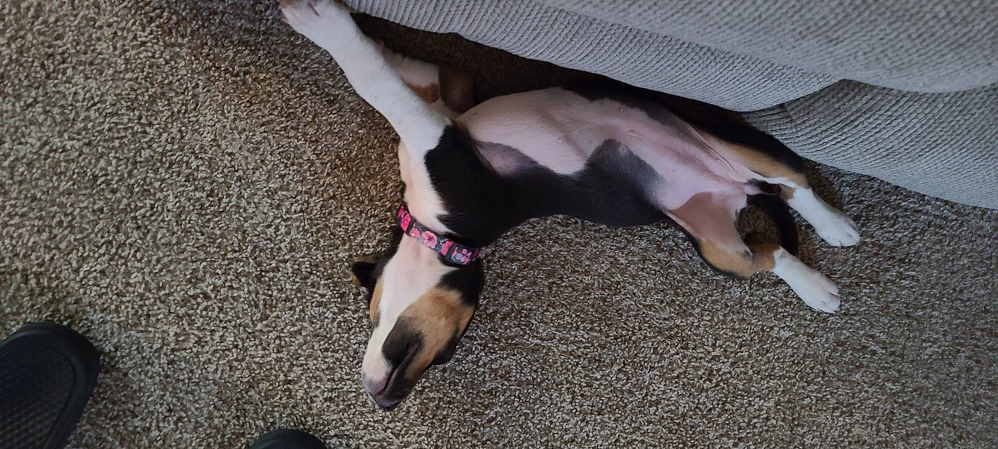 Xenia is registered to the contest to win money with this photo: canidae, carnivore, dog, dog_breed, fawn, italian_greyhound, paw, rat_terrier, tail, toy_fox_terrier