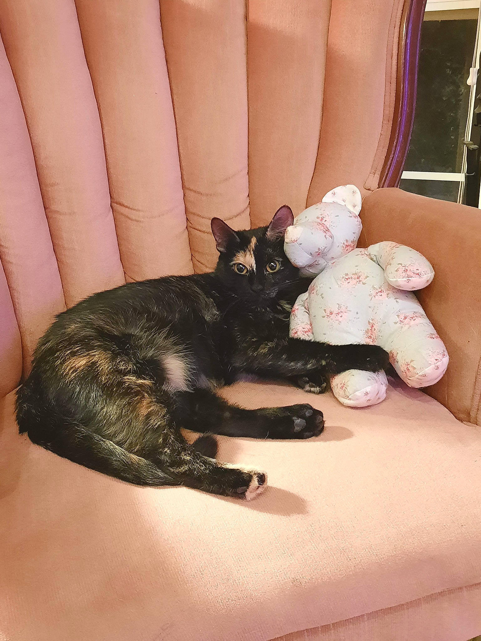 Crybaby joined the competition — help win amazing prizes! bed, black_cat, carnivore, cat, claw, comfort, couch, domestic_short_haired_cat, felidae, finger, foot, fur, human_leg, nail, paw, small_to_medium_sized_cats, tail, terrestrial_animal, vertebrate, whiskers