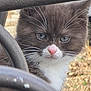 cat, kitten, close_up, whiskers, pink_nose, fur, eyes, portrait, outdoor, grass, metal_bars, fence, curious, pet, domestic_animal, fluffy, face, adorable, young, white_muzzle