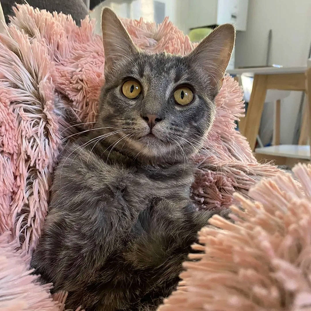 Ringo a rejoint le concours — aidez-le/la à gagner de superbes lots ! carnivore, cat, cat_bed, cat_supply, chair, claw, domestic_short_haired_cat, fawn, felidae, fur, paw, small_to_medium_sized_cats, snout, tail, terrestrial_animal, whiskers