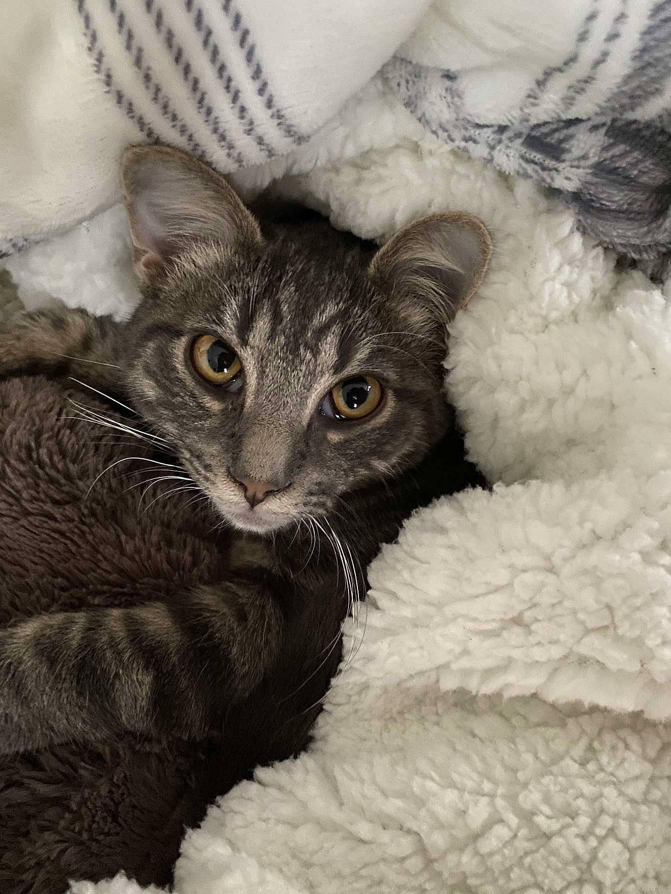 Ringo a rejoint le concours — aidez-le/la à gagner de superbes lots ! carnivore, cat, cat_bed, claw, comfort, domestic_short_haired_cat, felidae, fur, grey, paw, small_to_medium_sized_cats, tail, whiskers