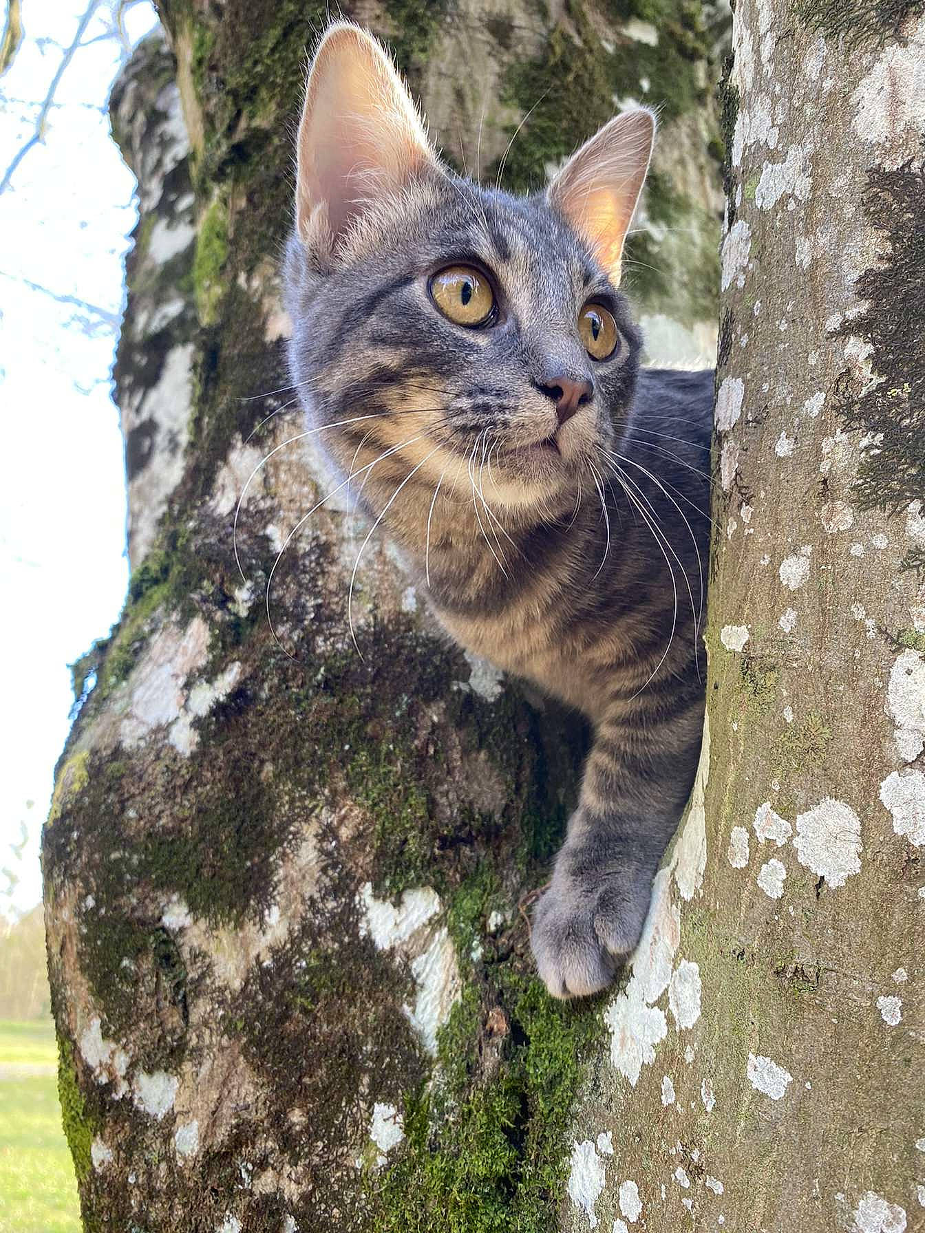 Ringo a rejoint le concours — aidez-le/la à gagner de superbes lots ! bobcat, carnivore, cat, domestic_short_haired_cat, eye, fawn, felidae, fur, grass, iris, lynx, plant, small_to_medium_sized_cats, snout, tail, terrestrial_animal, tree, trunk, whiskers, wildlife