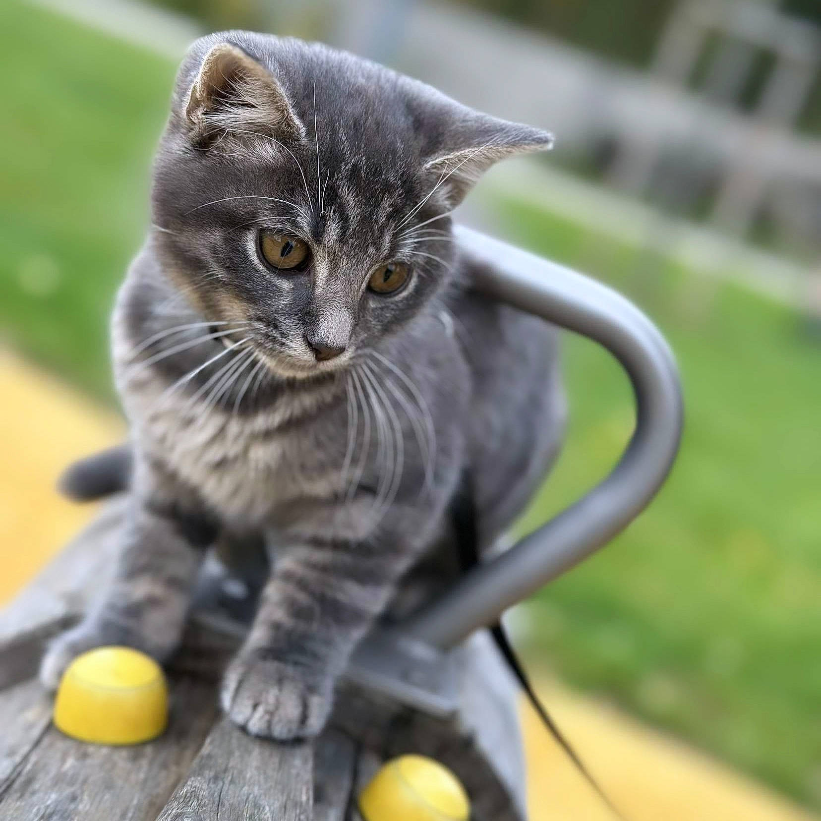 Ringo participe au concours pour gagner de l'argent avec cette photo : carnivore, cat, cat_toy, citrus, claw, domestic_short_haired_cat, felidae, fur, grass, grey, paw, pet_supply, sitting, small_to_medium_sized_cats, snout, tail, terrestrial_animal, whiskers, wildlife, wood