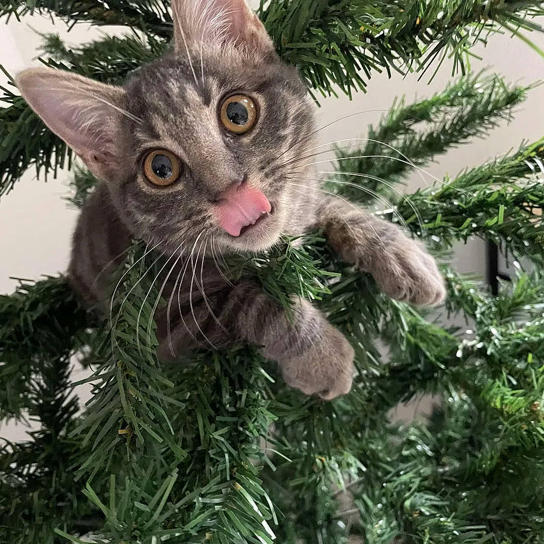 Ringo participe au concours pour gagner de l'argent avec cette photo : carnivore, cat, christmas_decoration, christmas_ornament, christmas_tree, conifer, event, evergreen, fawn, felidae, grass, holiday, plant, small_to_medium_sized_cats, snout, tail, terrestrial_plant, tree, twig, whiskers