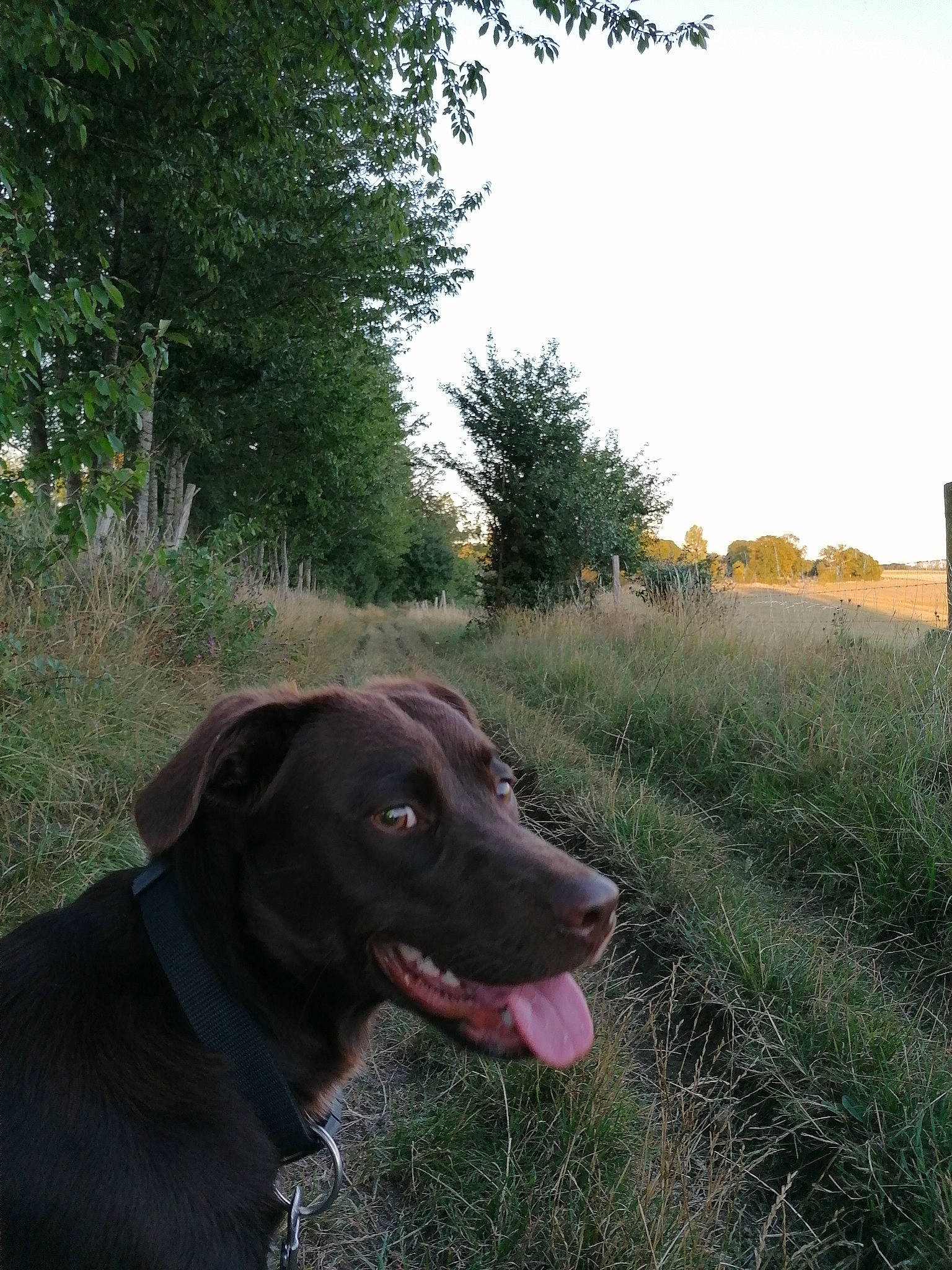 Pupuce participe au concours pour gagner de l'argent avec cette photo : canidae, carnivore, collar, companion_dog, dog, dog_breed, dog_collar, grass_family, gun_dog, meadow, plant_community, prairie, retriever, shrub, snout, sporting_group, sunlight, tongue, trunk, working_animal