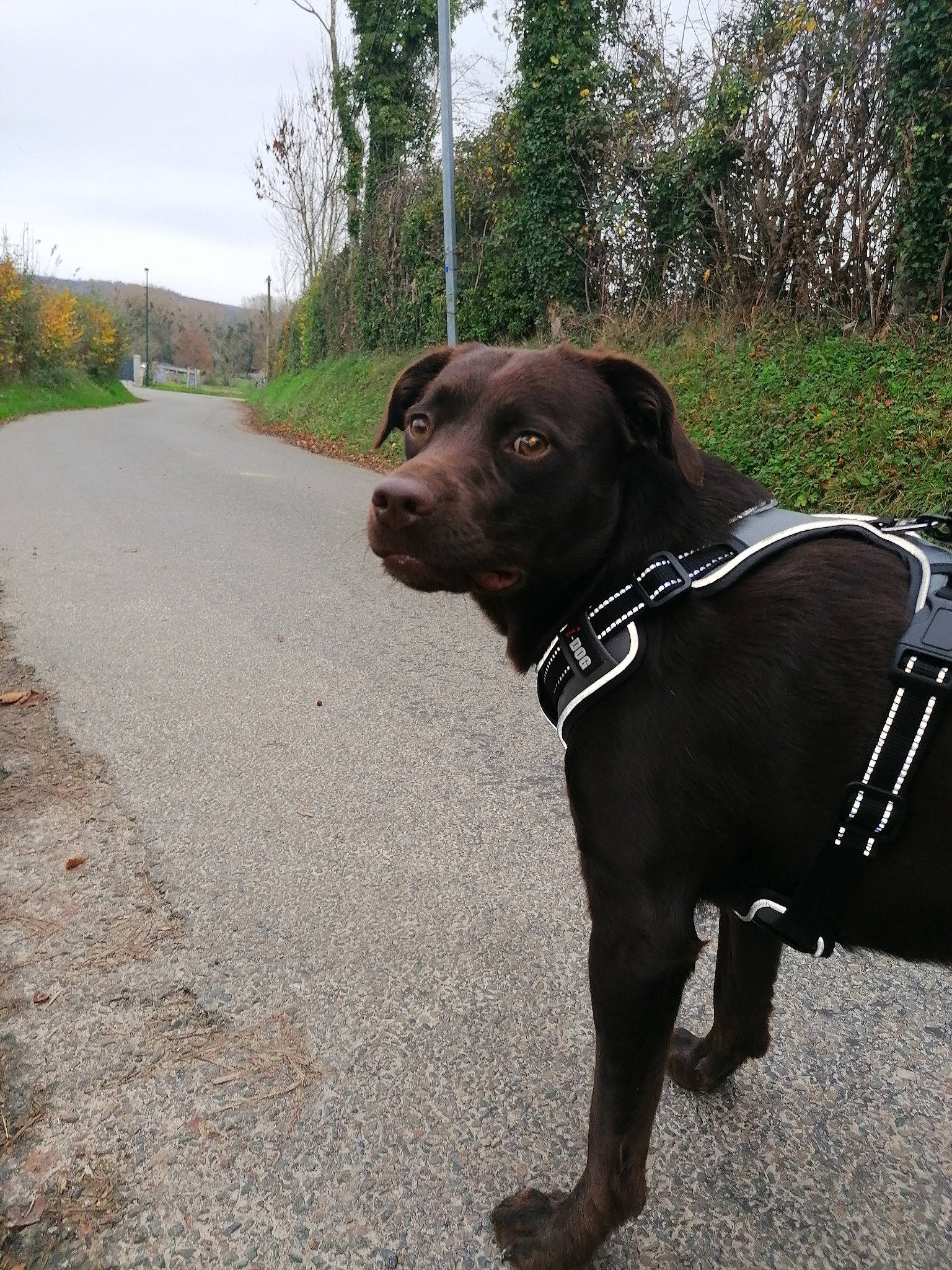 Pupuce participe au concours pour gagner de l'argent avec cette photo : asphalt, canidae, carnivore, collar, companion_dog, dog, dog_breed, dog_collar, dog_supply, hunting_dog, leash, liver, mammal, pet_supply, road, road_surface, snout, sporting_group, tar, working_animal