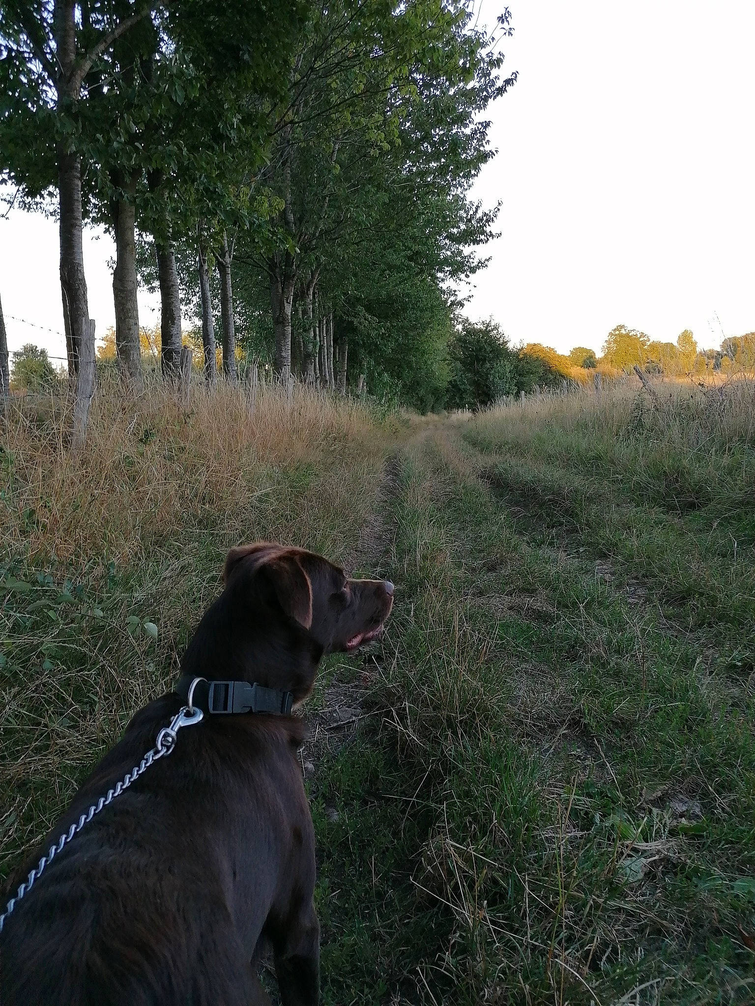 Pupuce a rejoint le concours — aidez-le/la à gagner de superbes lots ! branch, canidae, carnivore, collar, companion_dog, dog, dog_breed, dog_collar, grass_family, grassland, leash, liver, mammal, natural_landscape, retriever, sporting_group, sunlight, tree, trunk, working_animal