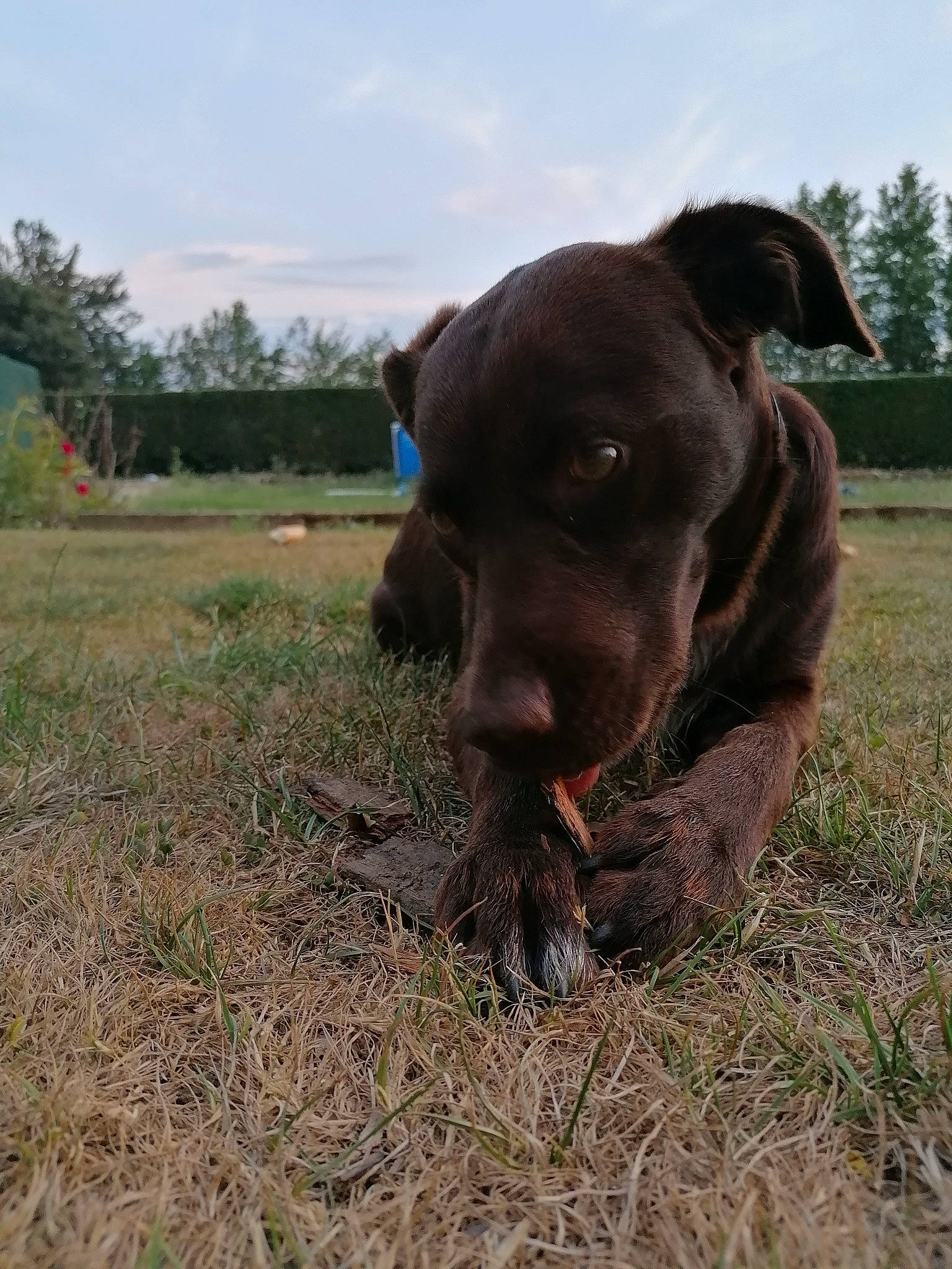 Pupuce a rejoint le concours — aidez-le/la à gagner de superbes lots ! canidae, carnivore, companion_dog, dog, dog_breed, farm, field, grass, grass_family, grassland, hunting_dog, land_lot, liver, meadow, pasture, plain, snout, sporting_group, terrestrial_animal, working_animal