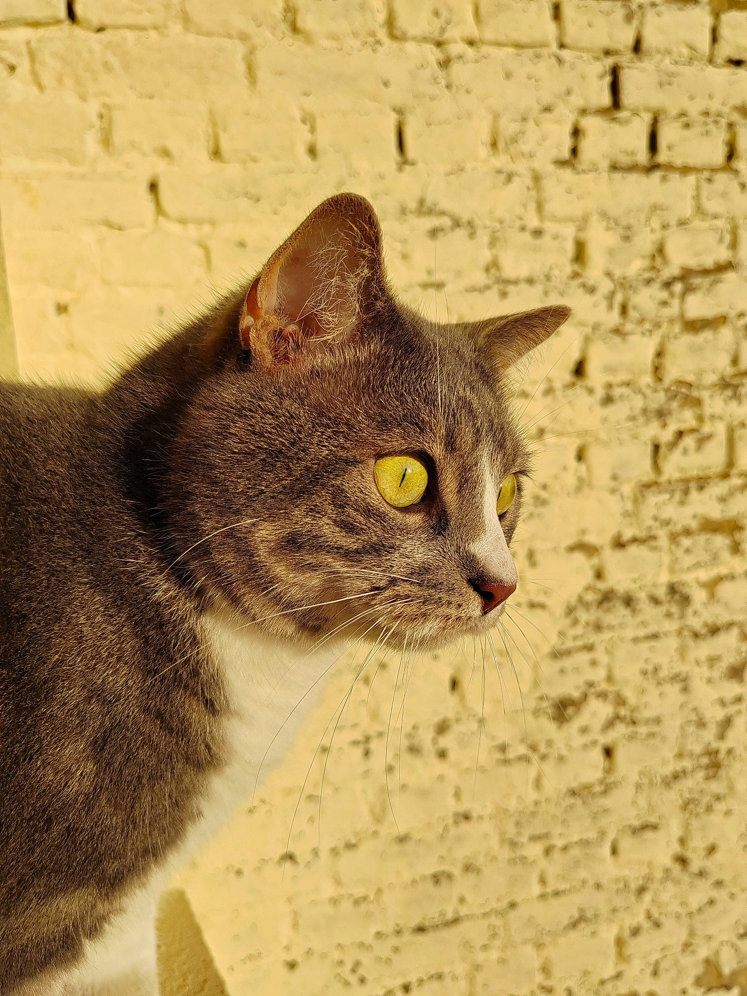 Pikachu a rejoint le concours — aidez-le/la à gagner de superbes lots ! carnivore, cat, domestic_short_haired_cat, eye, felidae, fur, paw, small_to_medium_sized_cats, snout, tail, terrestrial_animal, whiskers, wildlife