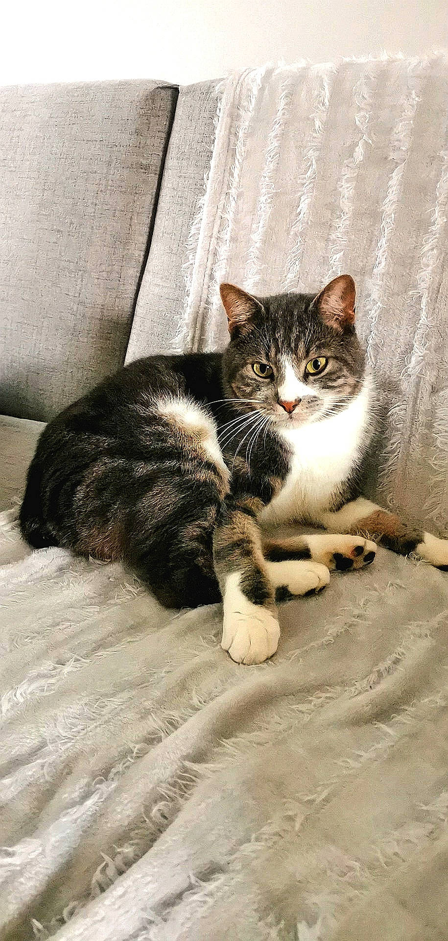 Pikachu participe au concours pour gagner de l'argent avec cette photo : carnivore, cat, claw, comfort, domestic_short_haired_cat, felidae, flooring, foot, fur, grey, paw, sitting, small_to_medium_sized_cats, snout, tail, terrestrial_animal, whiskers, window, wood