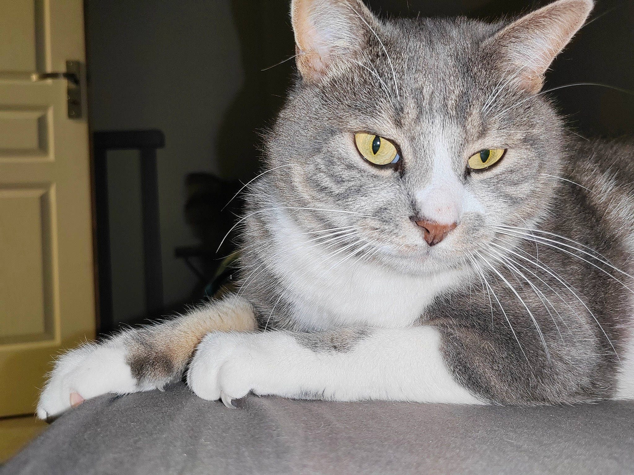 Pikachu participe au concours pour gagner de l'argent avec cette photo : carnivore, cat, claw, domestic_short_haired_cat, door, eye, felidae, fur, grey, light_switch, paw, photo_caption, rectangle, small_to_medium_sized_cats, snout, tail, wall_plate, whiskers, window