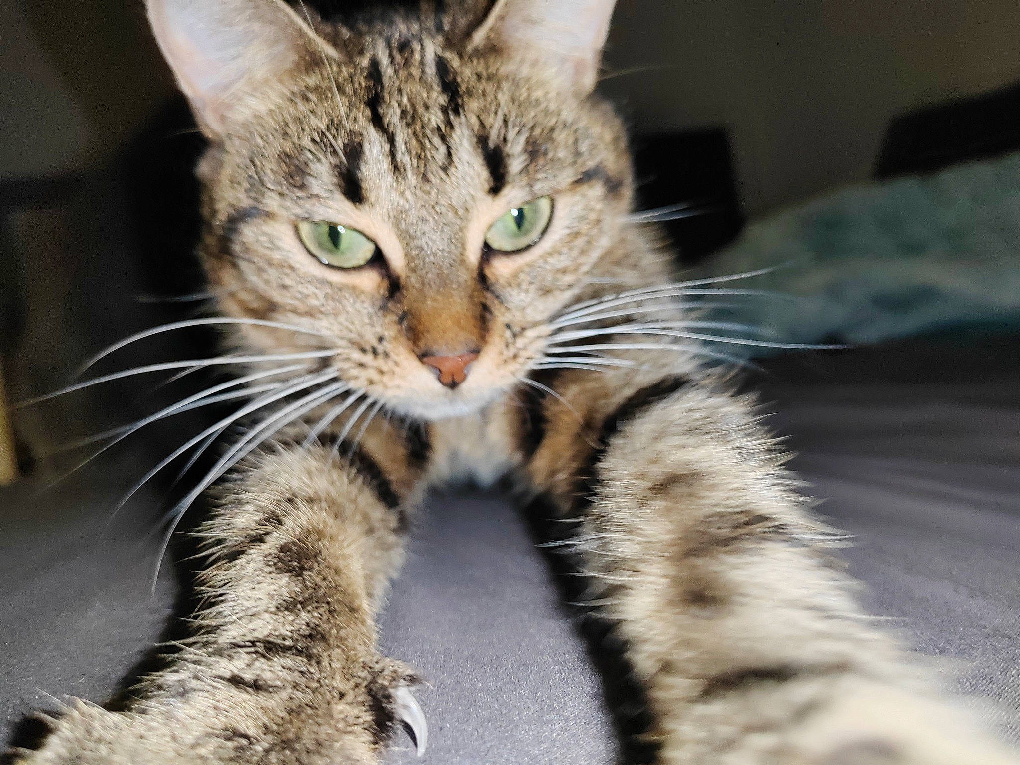 Bella participe au concours pour gagner de l'argent avec cette photo : carnivore, cat, claw, domestic_short_haired_cat, eye, felidae, foot, fur, paw, small_to_medium_sized_cats, snout, tail, terrestrial_animal, whiskers, wildlife