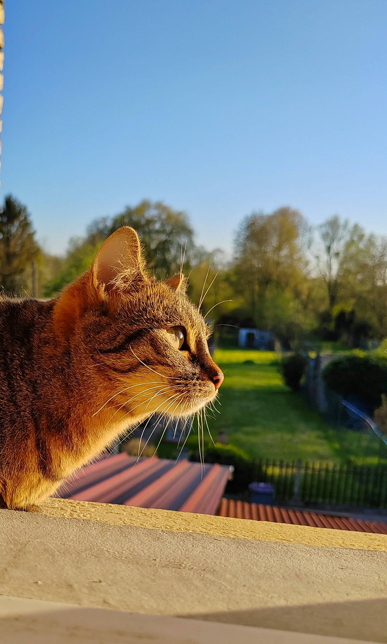 Bella participe au concours pour gagner de l'argent avec cette photo : carnivore, cat, domestic_short_haired_cat, fawn, felidae, fur, grass, landscape, plant, road_surface, sand, sky, small_to_medium_sized_cats, snout, tail, terrestrial_animal, tints_and_shades, tree, whiskers, wood