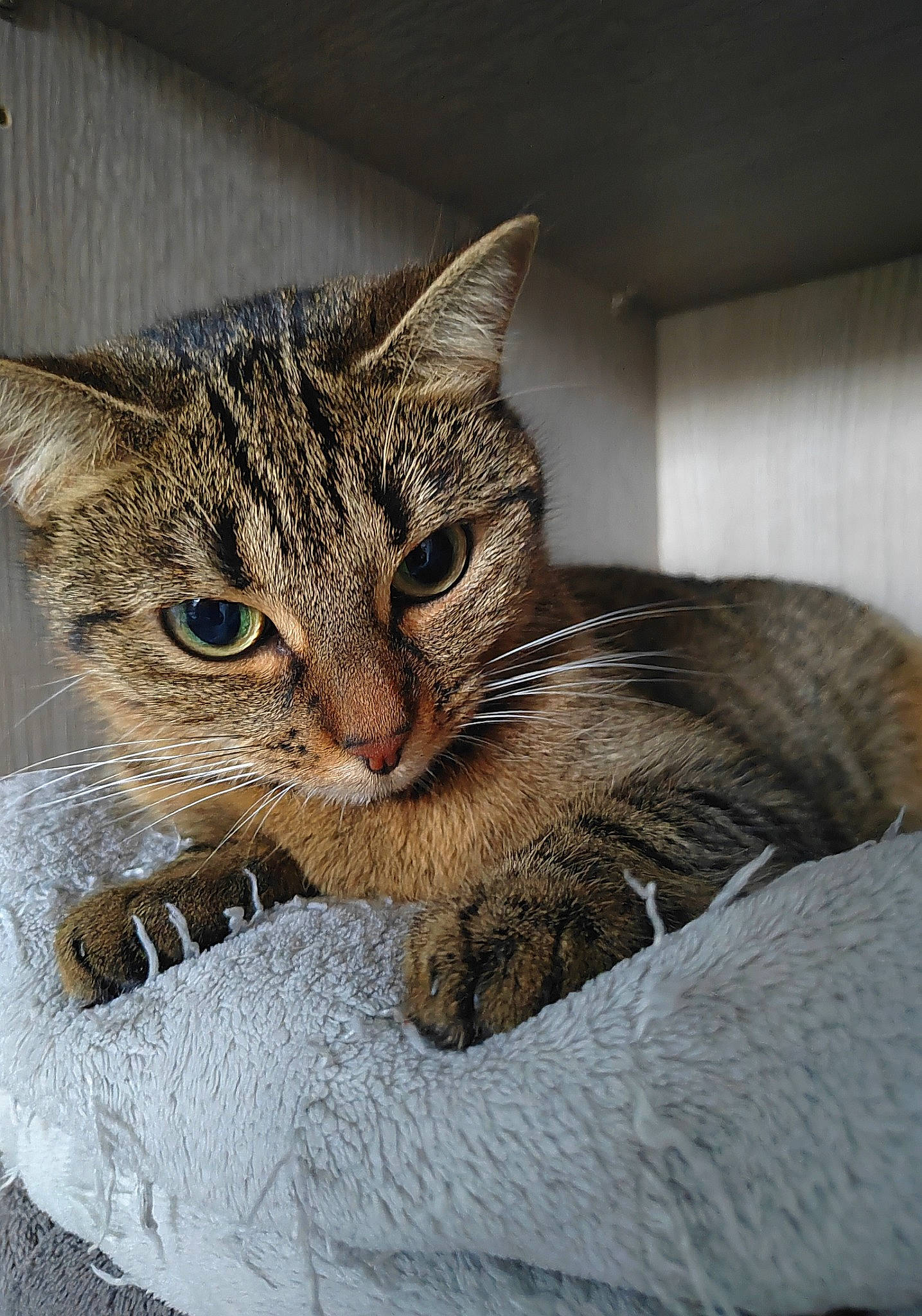 Bella participe au concours pour gagner de l'argent avec cette photo : carnivore, cat, cat_supply, claw, comfort, domestic_short_haired_cat, door, eye, felidae, fur, head, paw, small_to_medium_sized_cats, snout, terrestrial_animal, tree, whiskers, wildlife, window