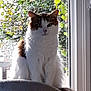Bounty participe au concours pour gagner de l'argent avec cette photo : abyssinian, angora, animal, cat, head, ivy, jar, kitten, leaf, manx, person, pet, plant, planter, pottedplant, pottery, siamese, vase, window, windowsill