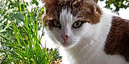 Bounty a rejoint le concours — aidez-le/la à gagner de superbes lots ! abyssinian, angora, animal, bodypart, cat, face, flower, grass, head, herbal, herbs, kitten, leaf, manx, person, pet, plant, pottedplant, siamese, smelling