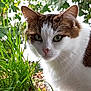 abyssinian, angora, animal, bodypart, cat, face, flower, grass, head, herbal, herbs, kitten, leaf, manx, person, pet, plant, pottedplant, siamese, smelling